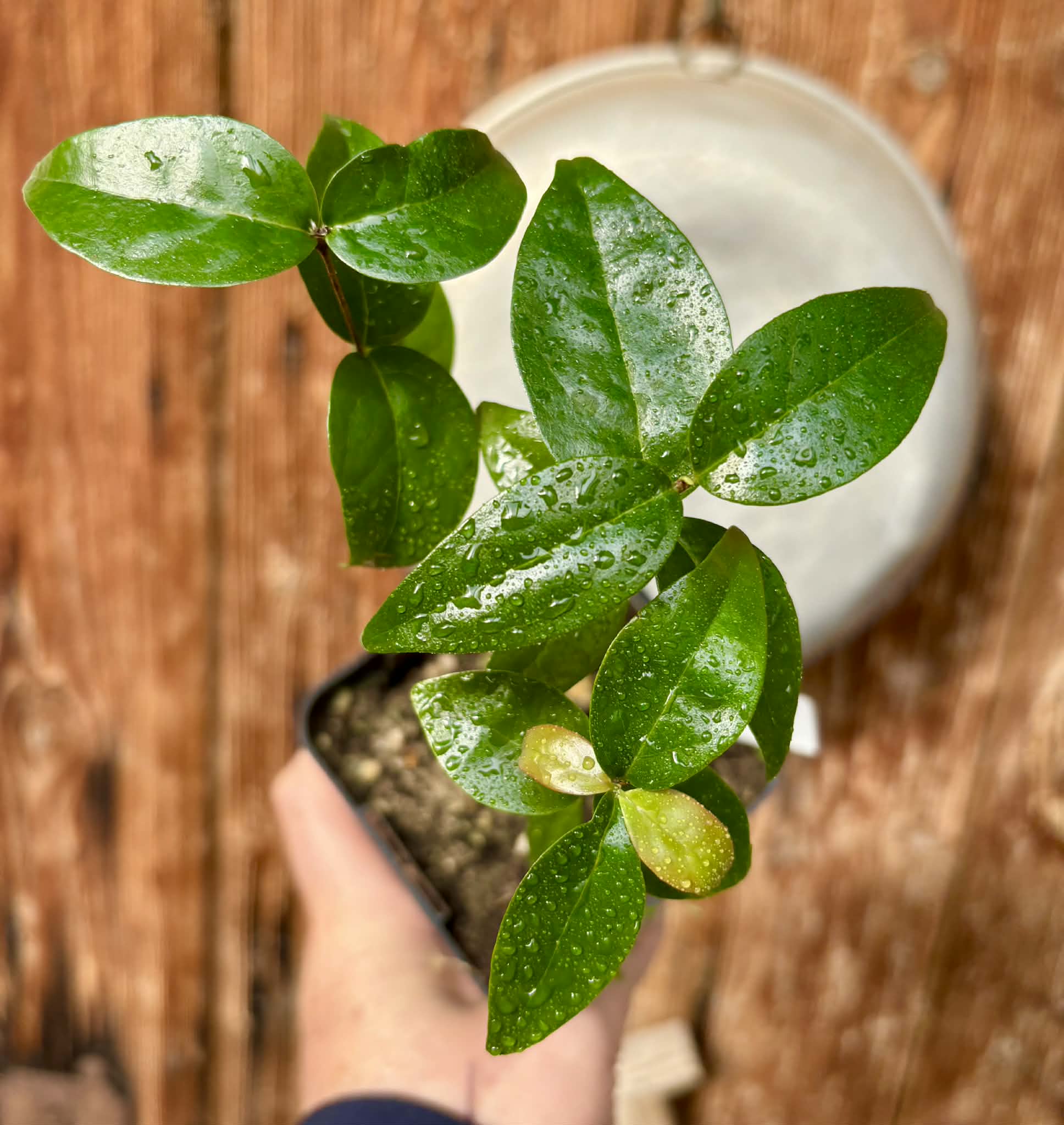 3 in 1 pot - Eugenia uniflora var. Tutti Colore  - 3 seedlings in one pot / 3 Sämlinge in einem Topf