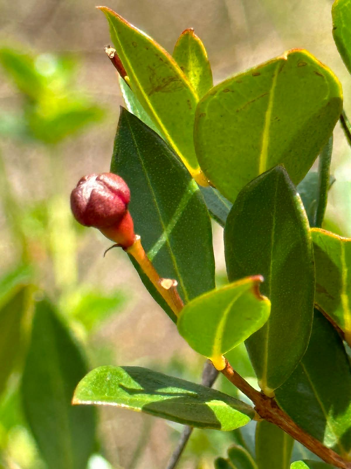 Accara elegans - 1 fresh seed / 1 frischer Samen