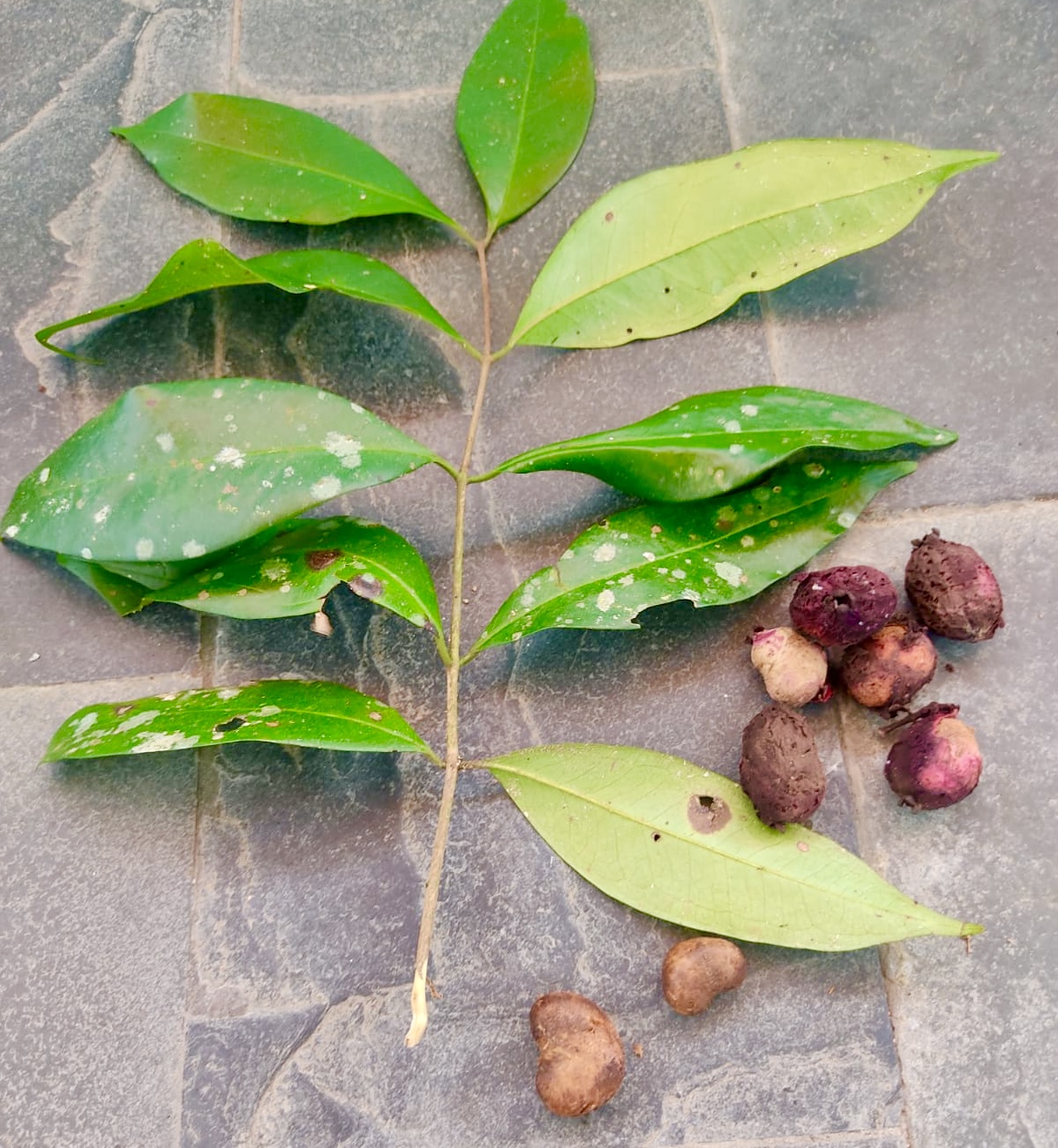 Eugenia sp Vinacea - 1 fresh seed / 1 frischer Samen