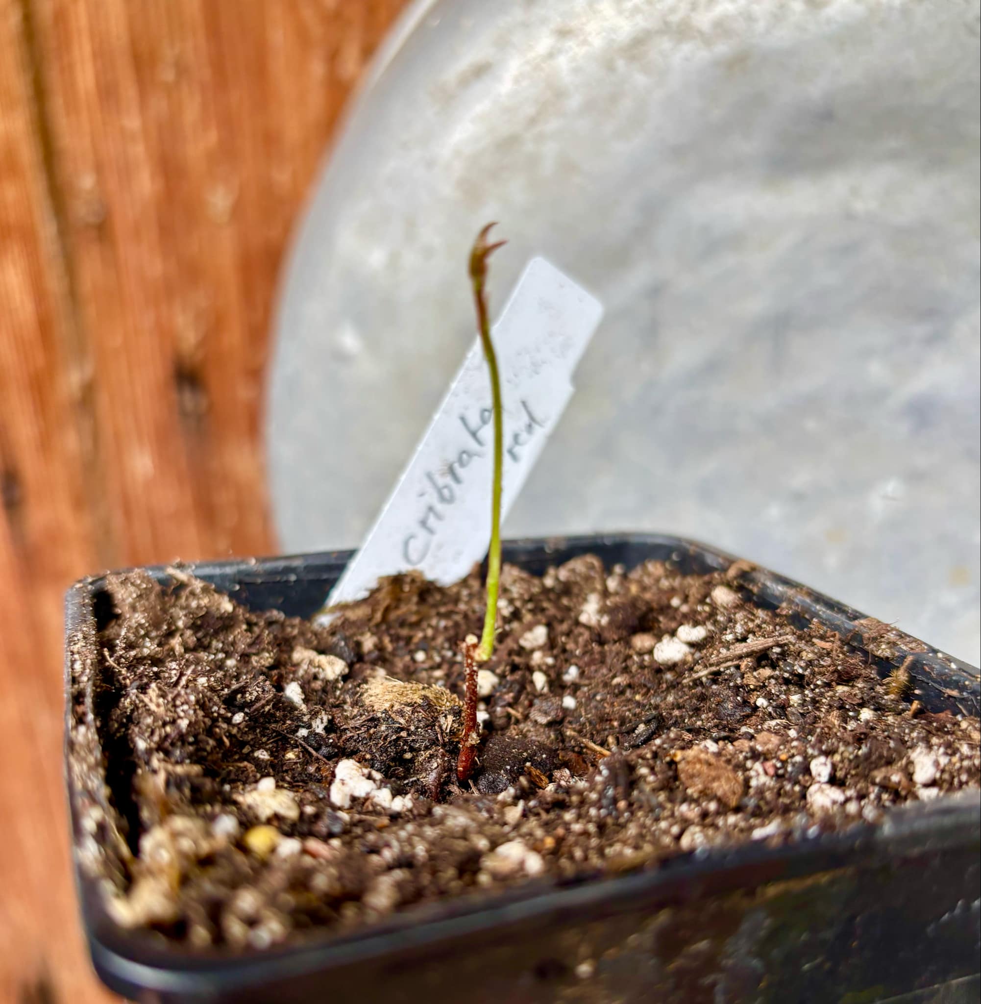 Eugenia cibrata red - 1 small potted seedling / 1 kleiner, getopfter Sämling Eugenia cibrata red - 1 small potted seedling / 1 kleiner, getopfter Sämling