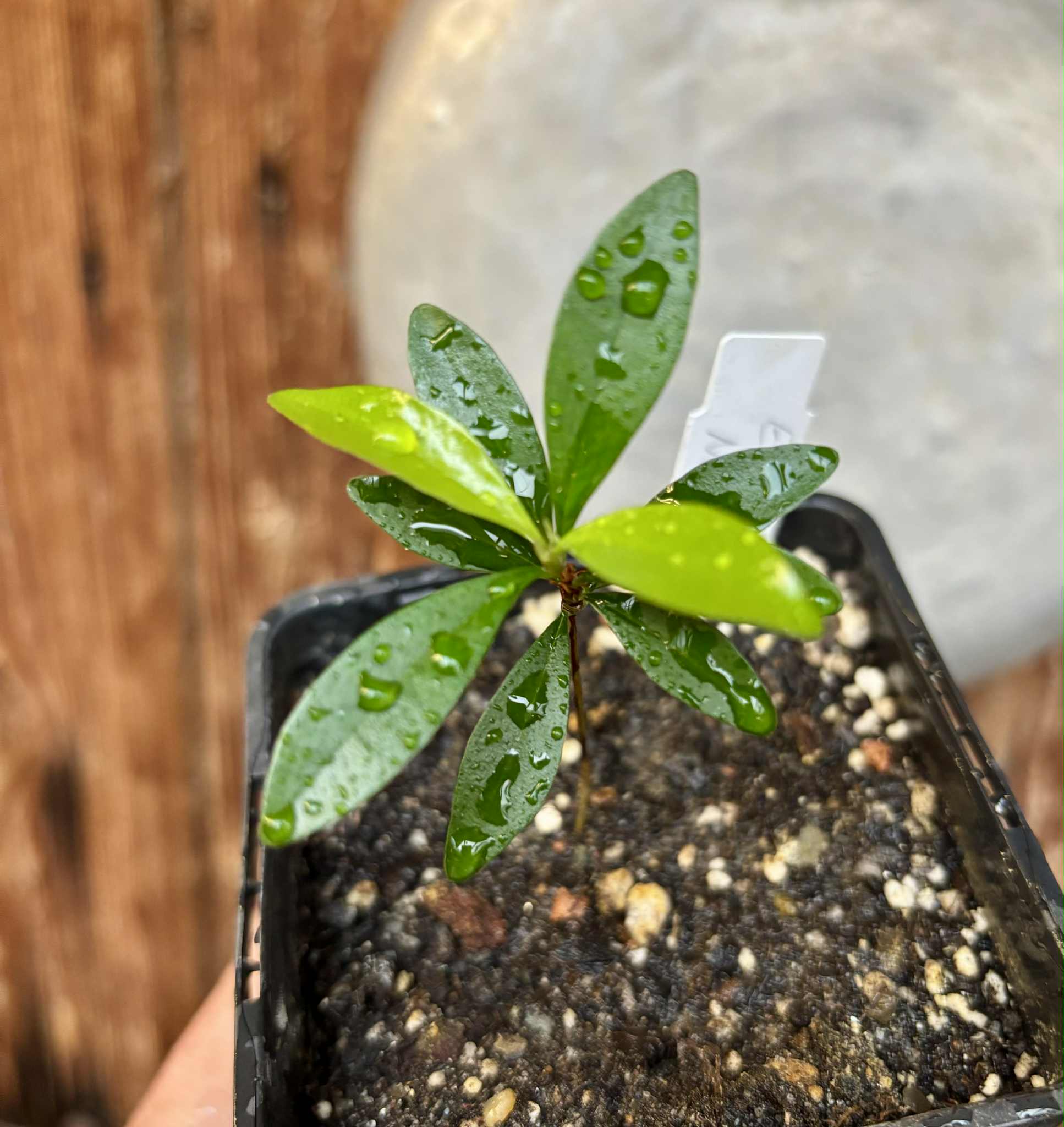 Eugenia sp Nova Rio Guari - 1 potted seedling / 1 getopfter Sämling
