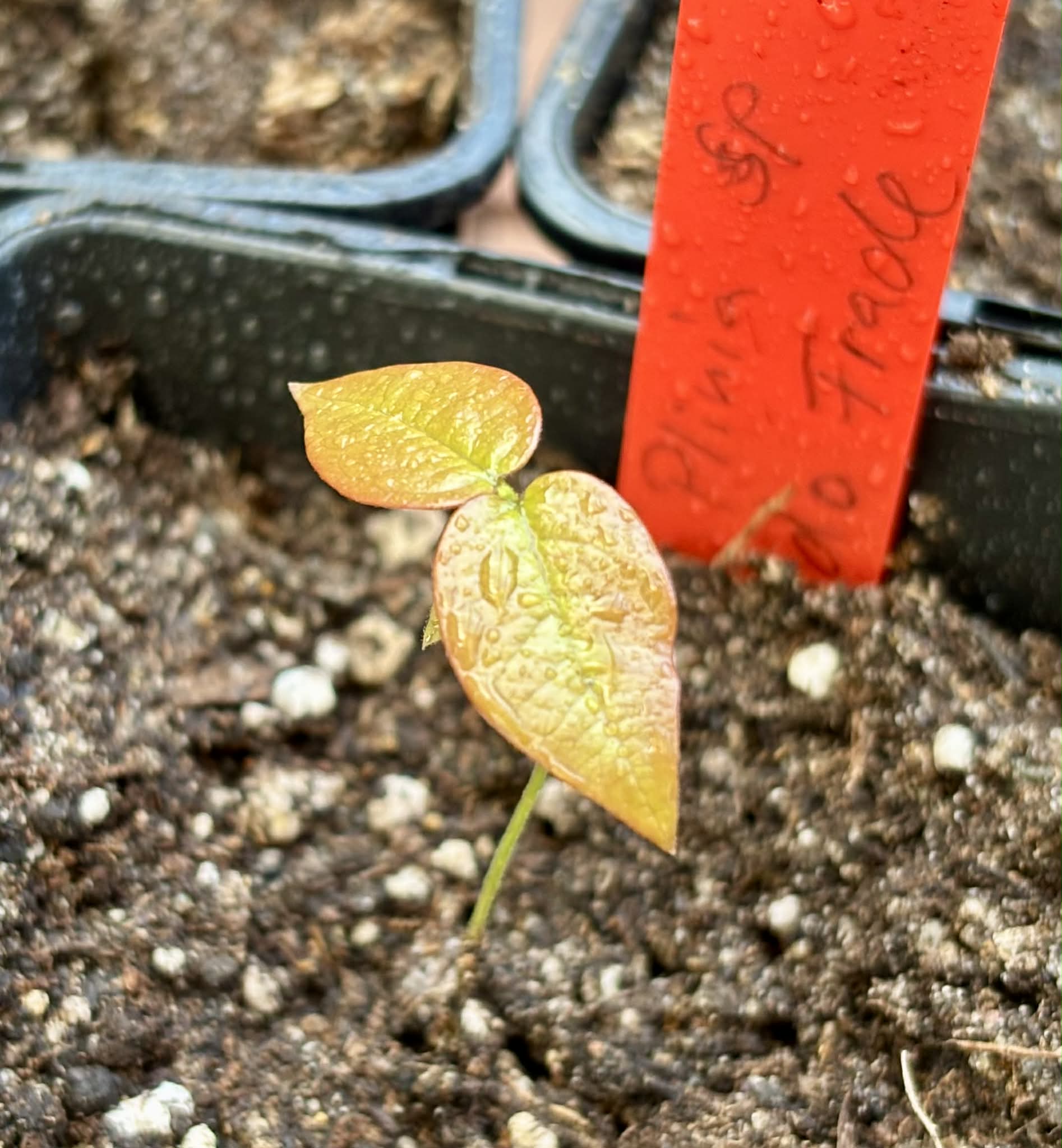 Collection of 5 new Jaboticaba -  5 different potted Plinia / 5 verschiedene, getopfte Plinia