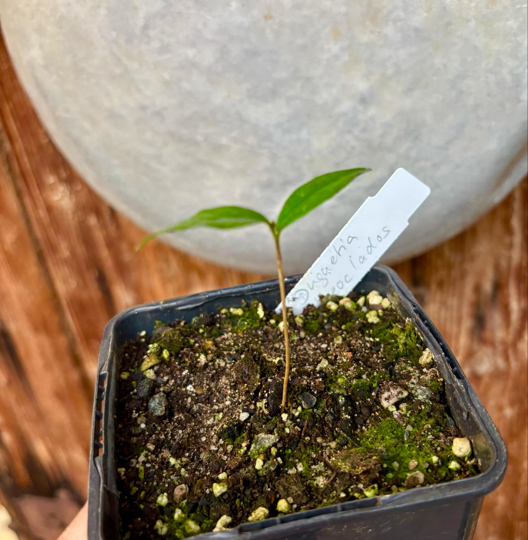 Duguetia phaeoclados - 1 small potted seedling / 1 kleiner, getopfter Sämling
