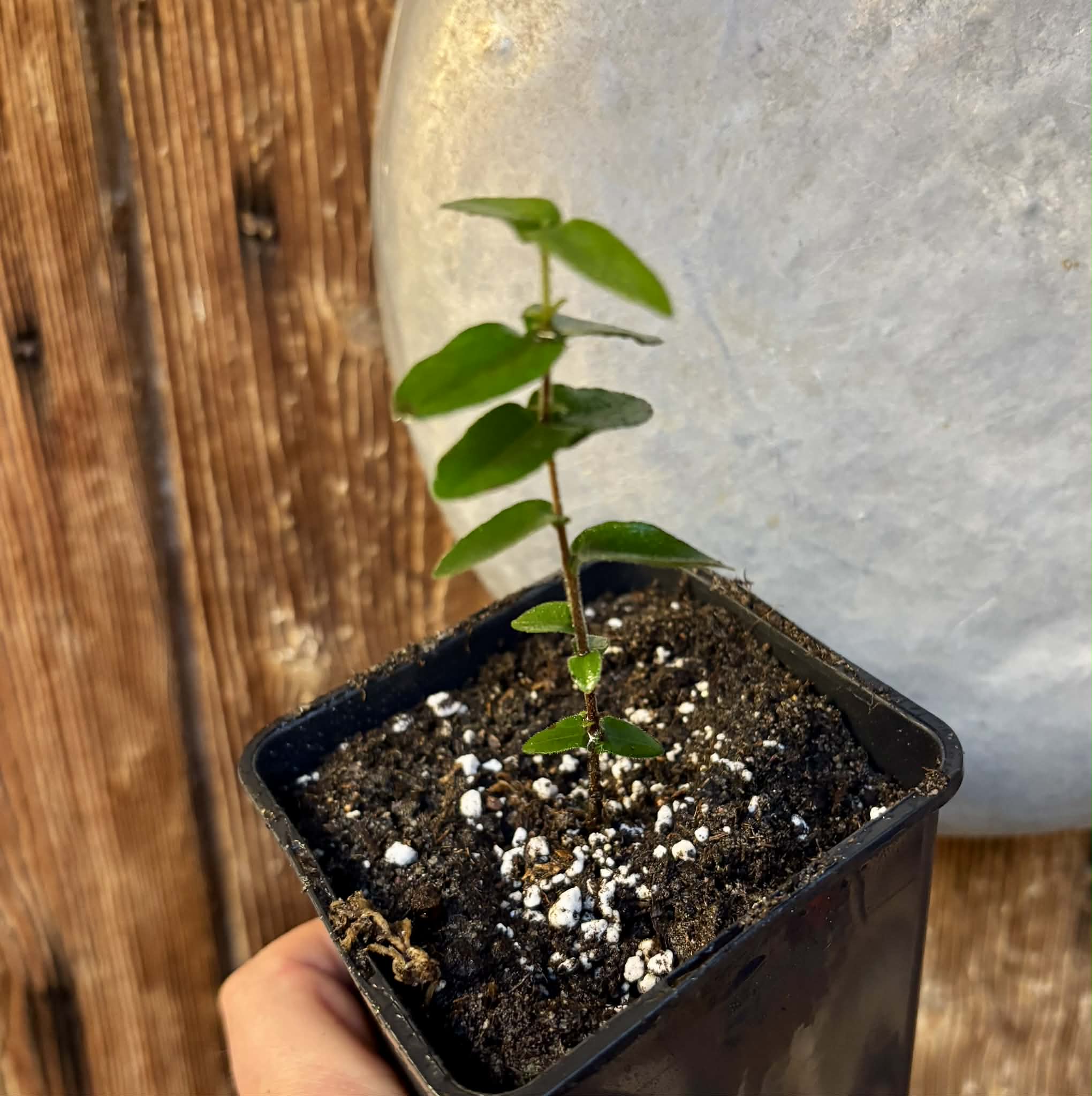 Myrciaria caerulescens (Roxa - Blue Guaquiea) - 1 potted seedling / 1 getopfter Sämling