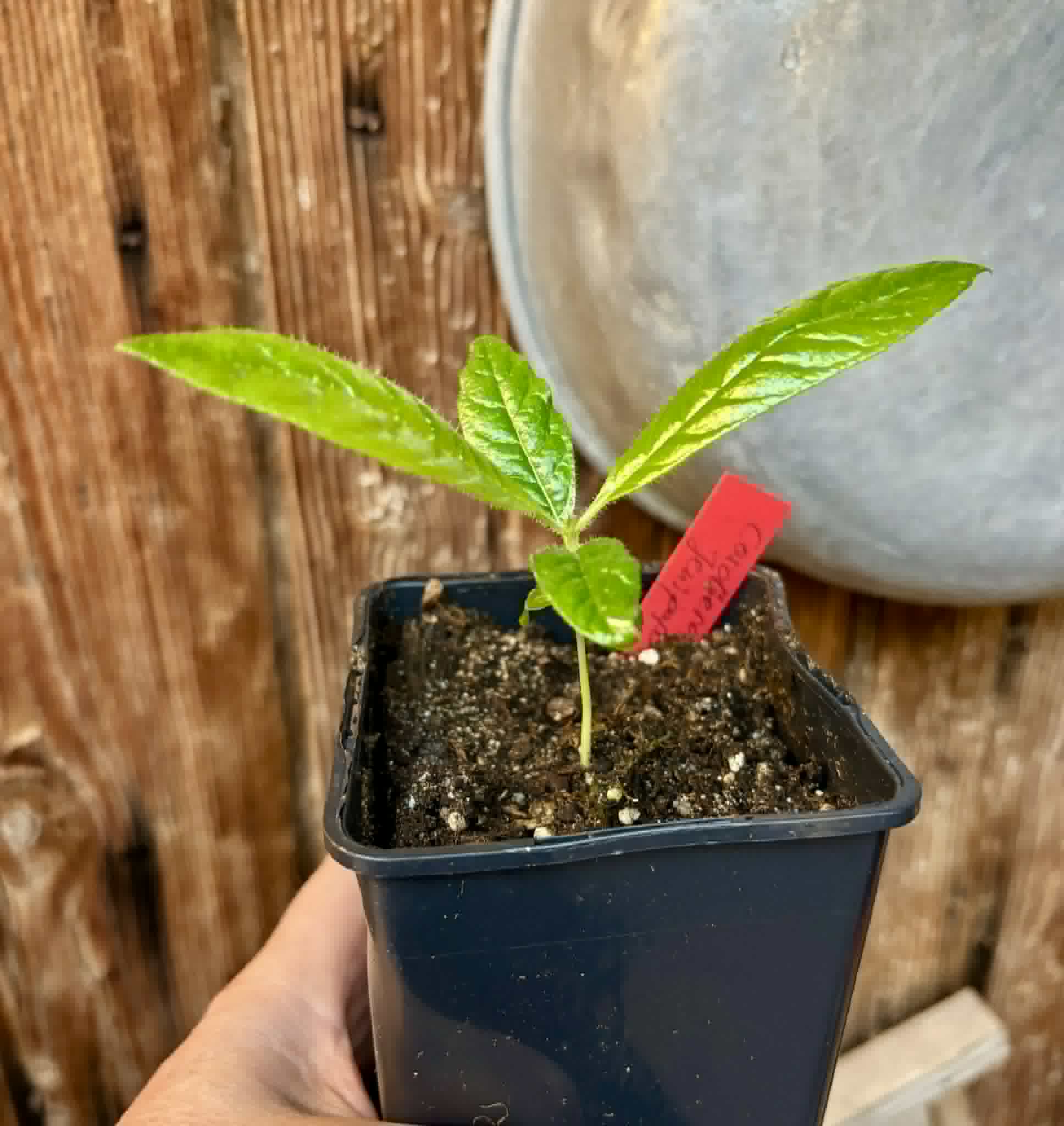 Cordiera sp Jenipapo - 1 potted seedling / 1 getopfter Sämling