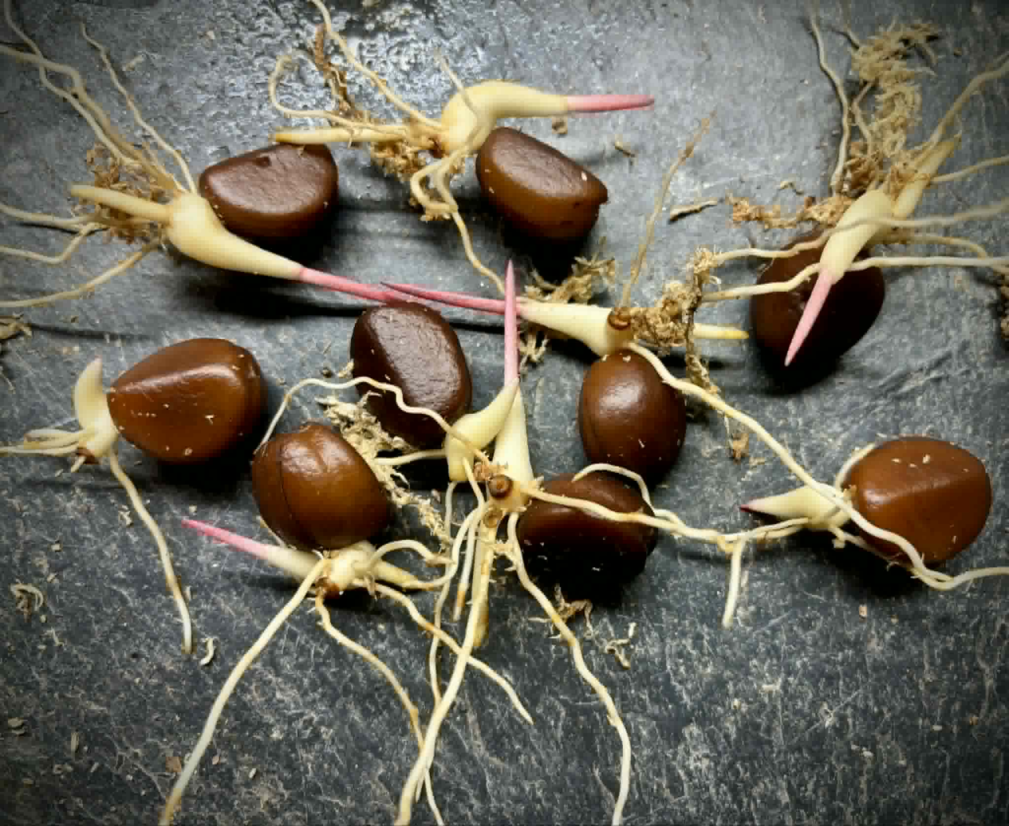Salak (Salacca zalacca) -  9 germinated seeds / 9 gekeimte Samen
