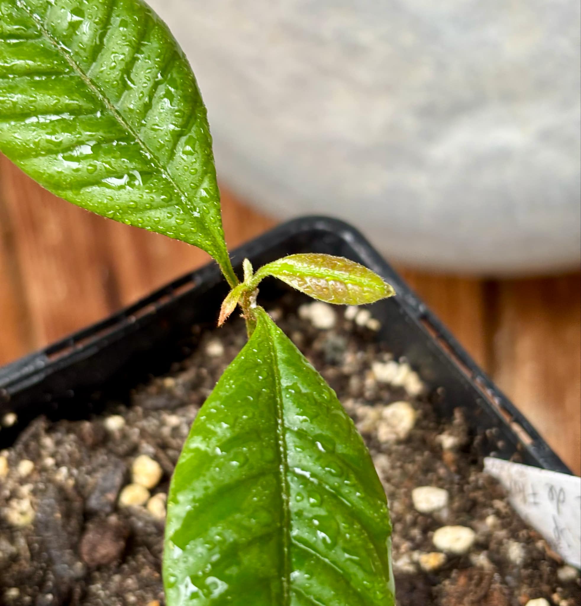 Pouteria sp Calice de Flor  -  1 small potted seedling / 1 kleiner, getopfter Sämling