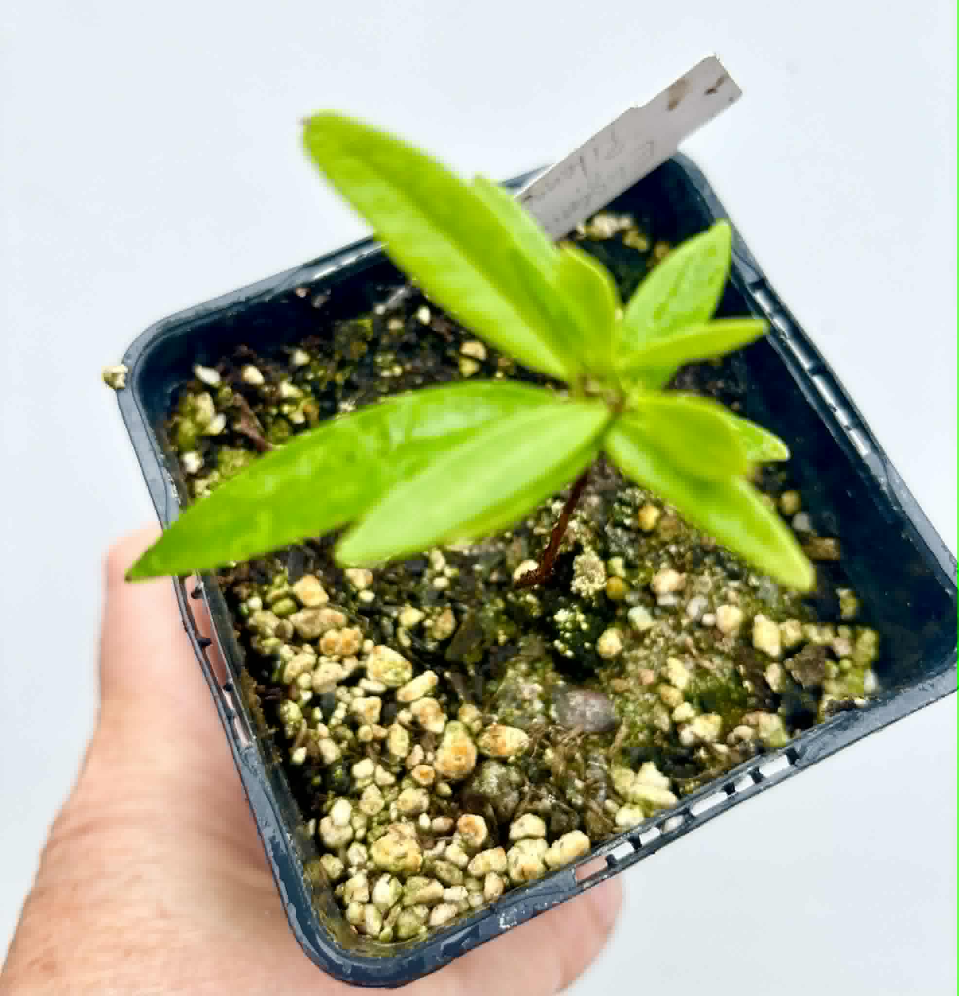 Eugenia sp Pitanga da Restinga -  1 potted seedling / 1 getopfter Sämling