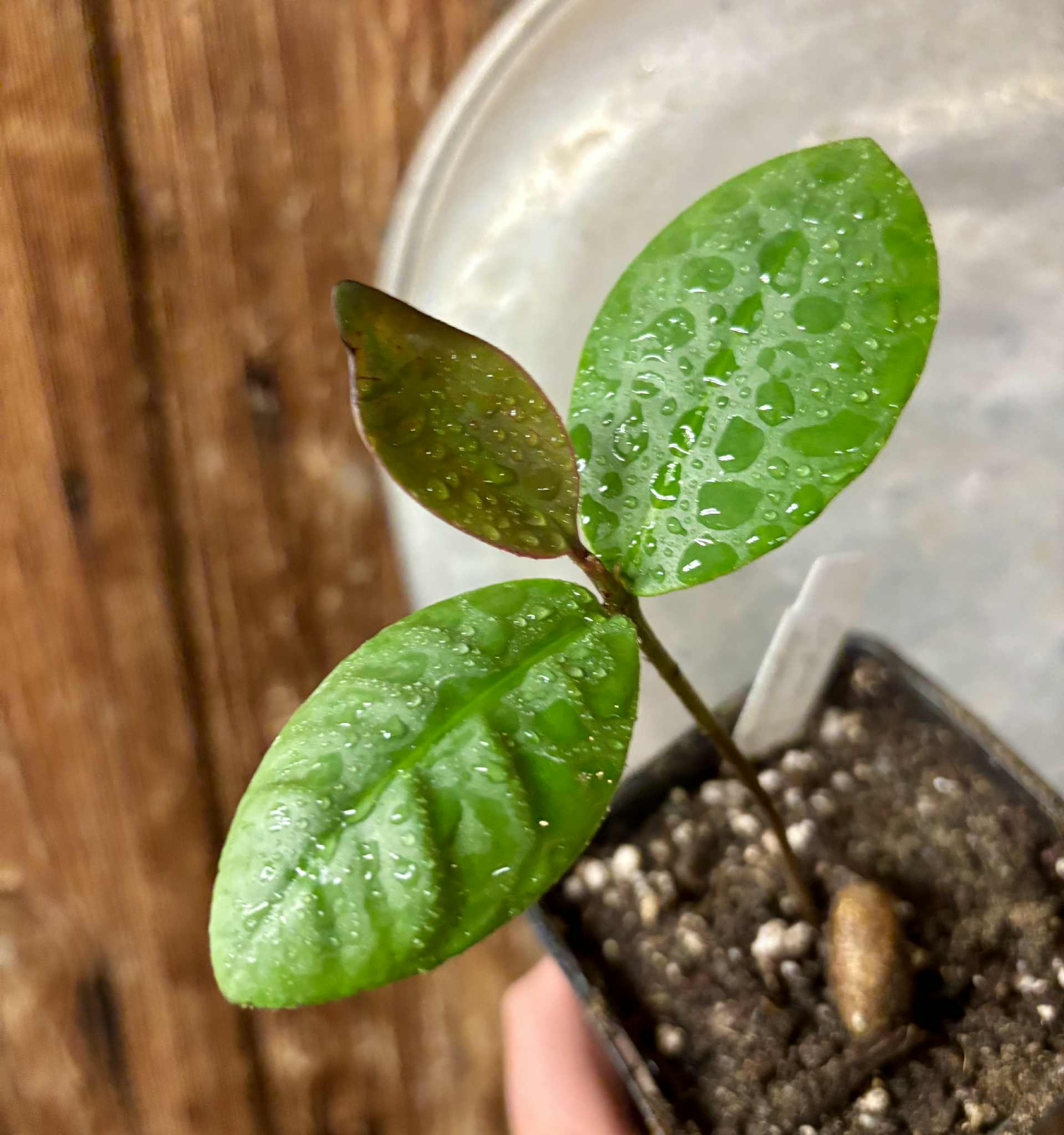 Eugenia itapemirimensis - 1 potted plant / 1 getopfte Pflanze