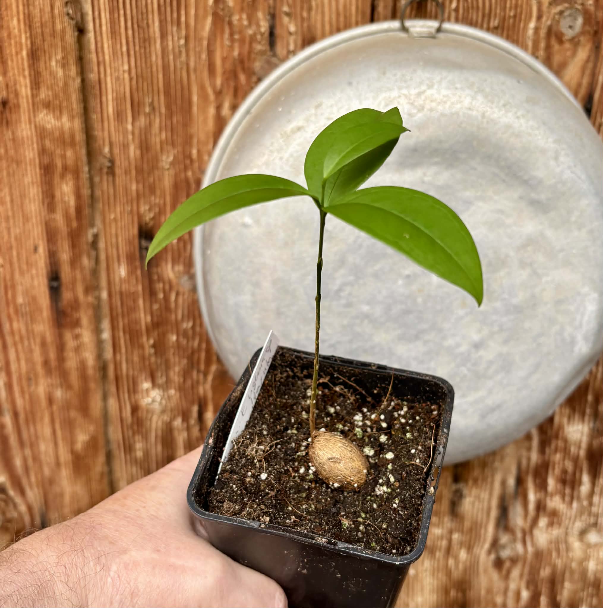 Eugenia sp Itayuba - 1 potted plant / 1 getopfte Pflanze