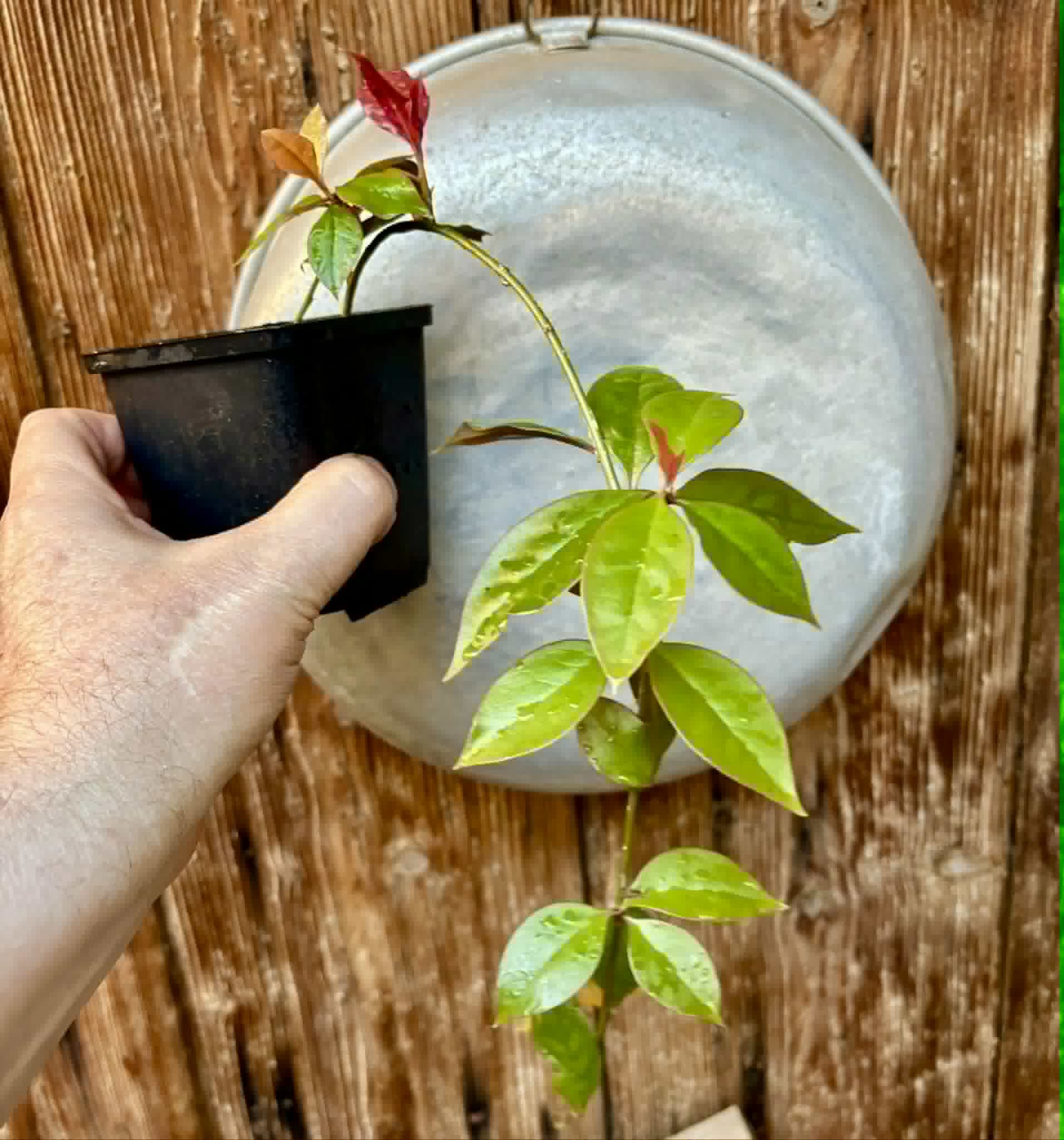 Barbados Gooseberry - Pereskia aculeata- 1 potted plant / 1 getopfte Pflanze
