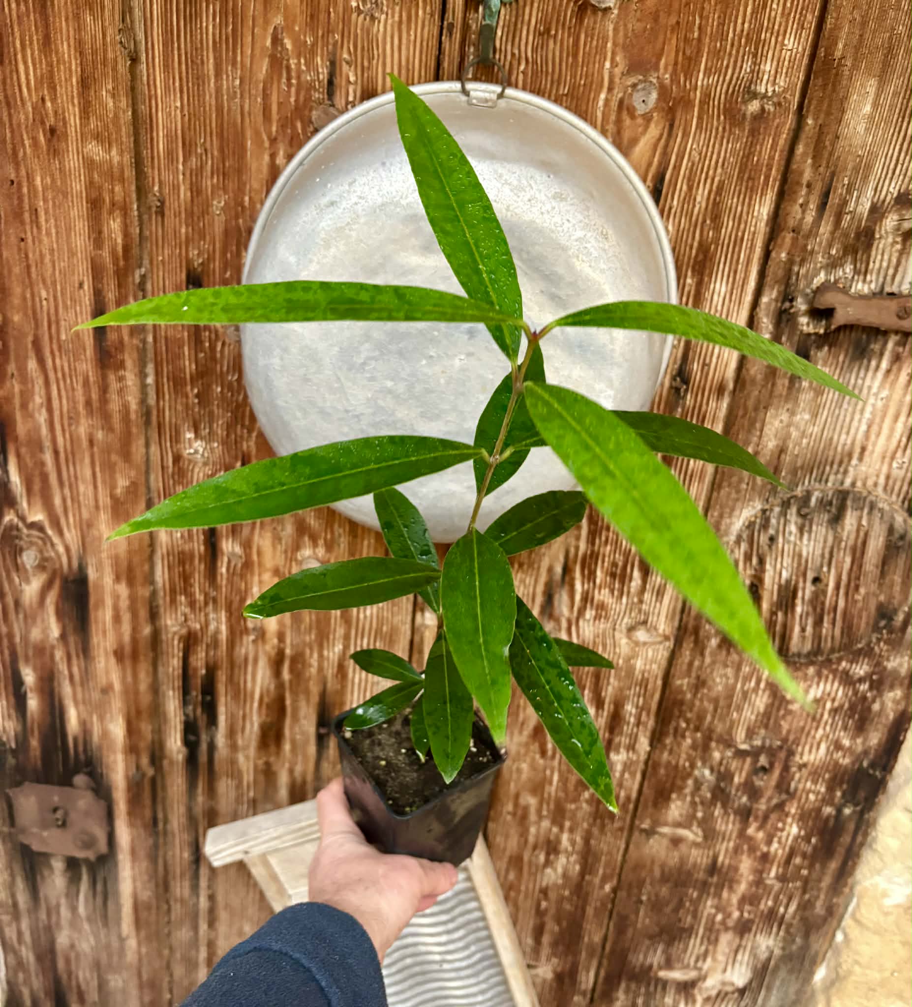 Eugenia sp Jambo da Mata -  1  potted seedling / 1 getopfter Sämling