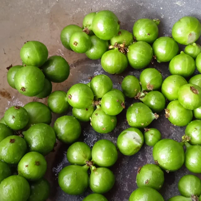 Jabuticaba Green Crystal (Plinia sp) -  1 fresh seed / 1 frischer Samen