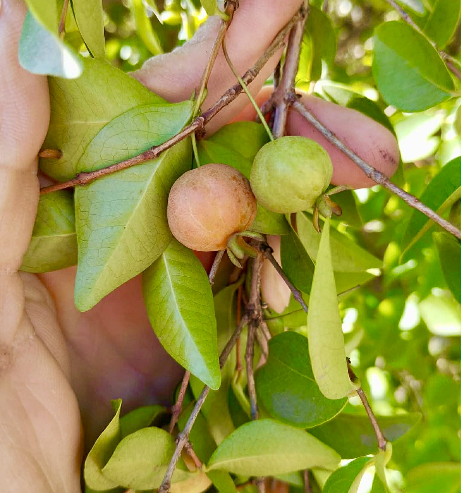 Pre Order - Eugenia sp Pitanguinha Orange - 1 fresh seed / 1 frischer Samen