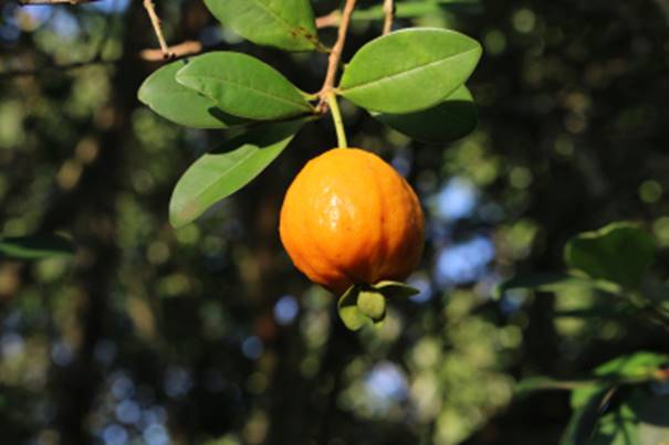 Eugenia macrobracteolata - Pitanga Juba - 3 frische Samen / 3 frische Samen