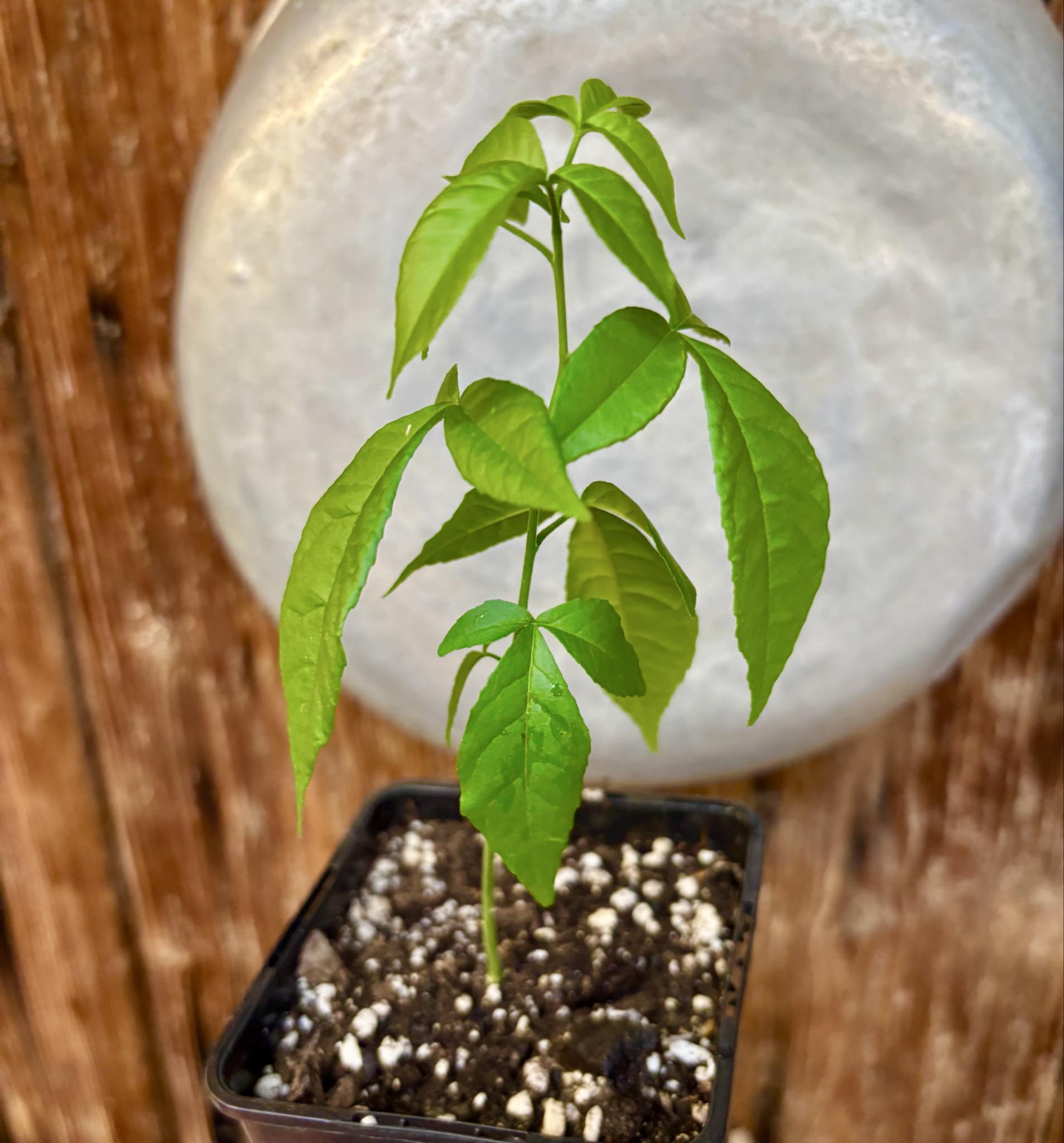 White Sapote var PIKE (Casimiroa edulis) - 1 potted seedling - 1 getopfter Sämling 