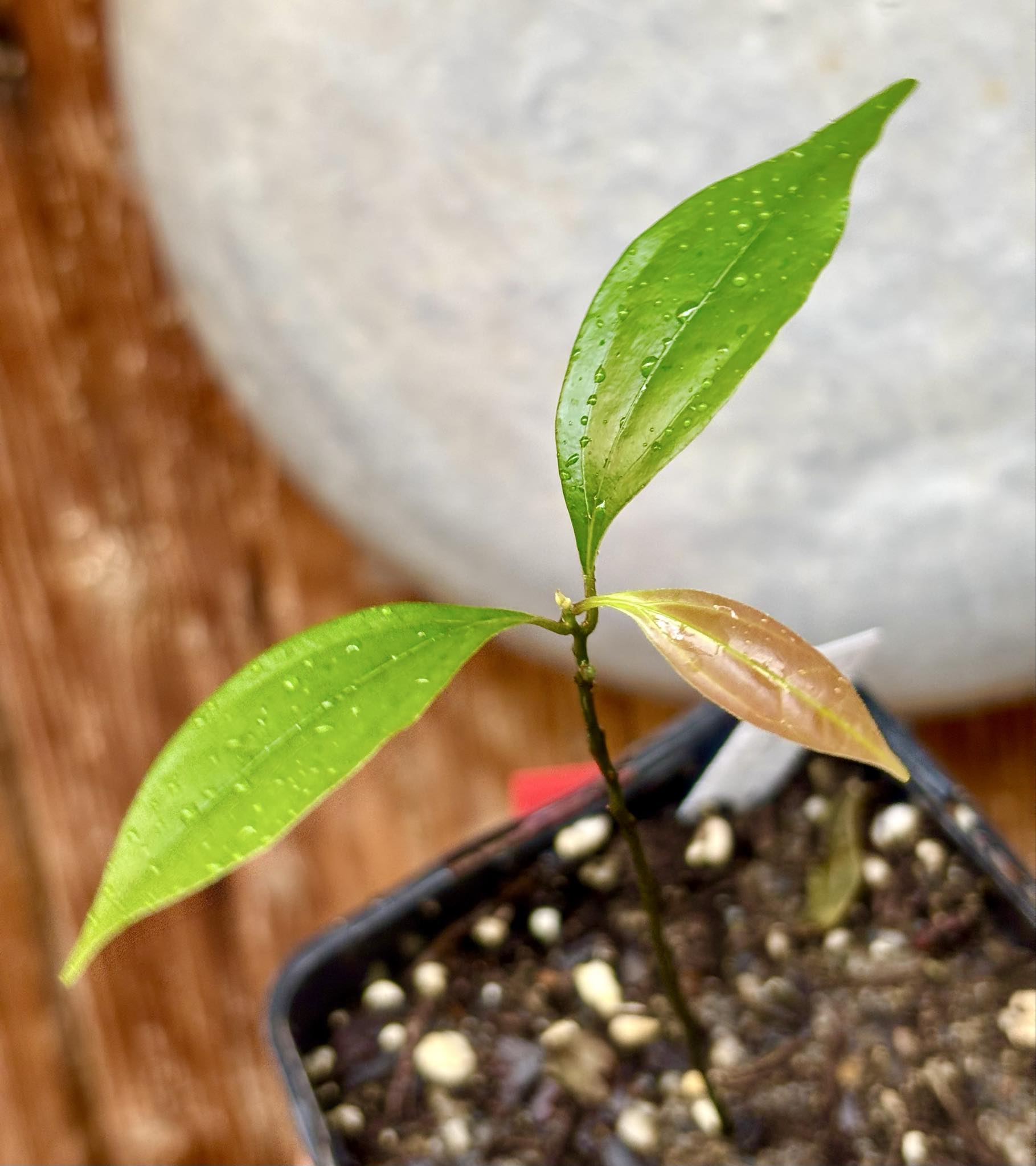 ZIMT - True Cinnamon (Cinnamomum verum) -  1 potted plant / 1 getopfte Pflanze