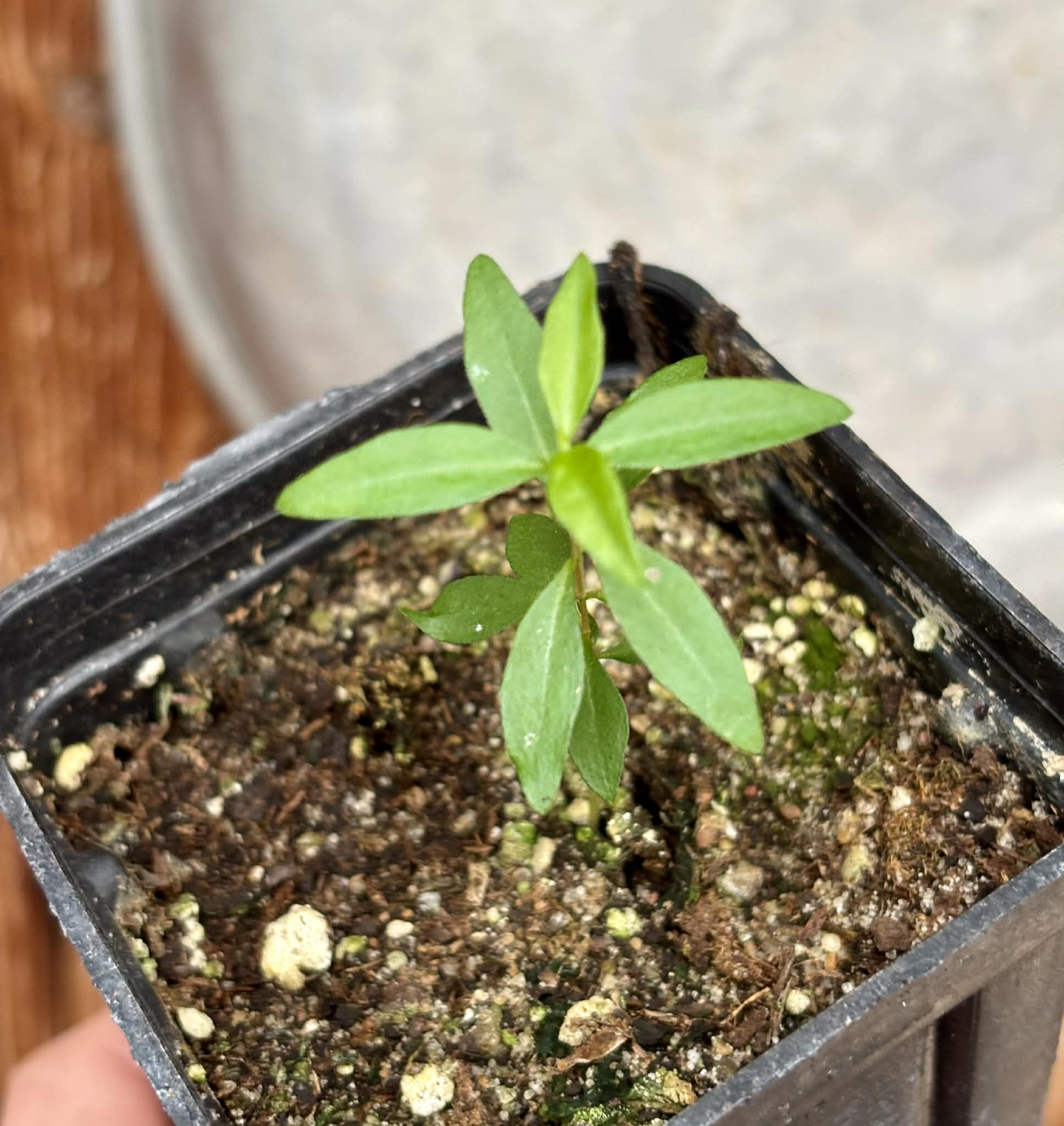 Guayabita (Psidium oligospermum) - 1 potted seedling / 1 getopfter Sämling