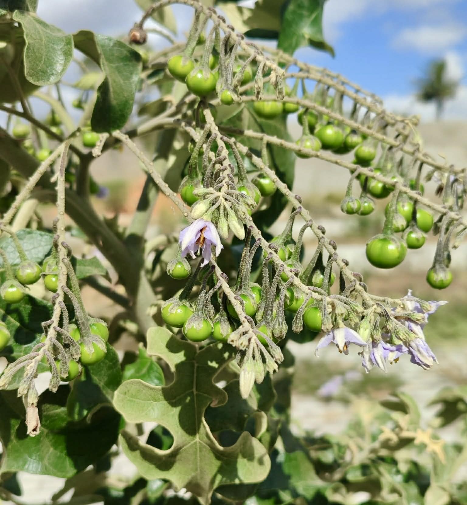 Jurubeba - Solanum paniculatum - 1 fresh seed / 1 frischer Samen