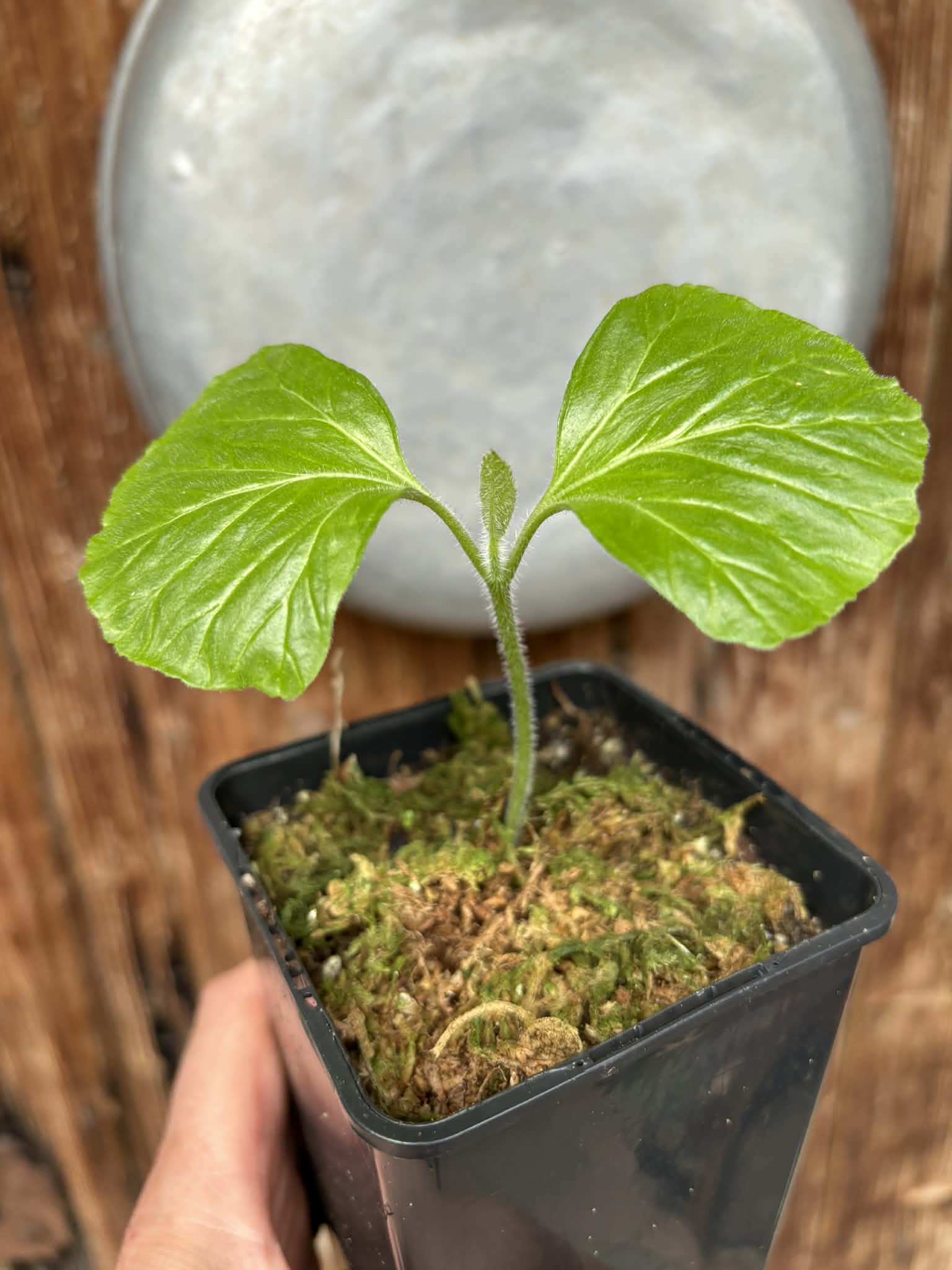 Zirikote (Cordia dodecandra) - 1 potted seedling / 1 getopfter Sämling