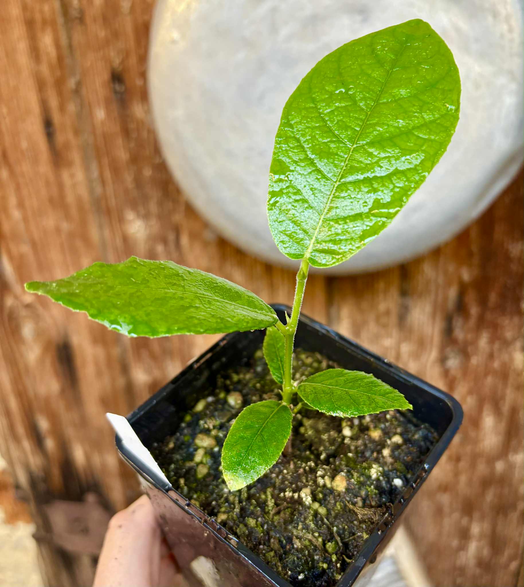 Artocarpus lacucha - Lakoocha  -  1 potted plant / 1 getopfte Pflanze