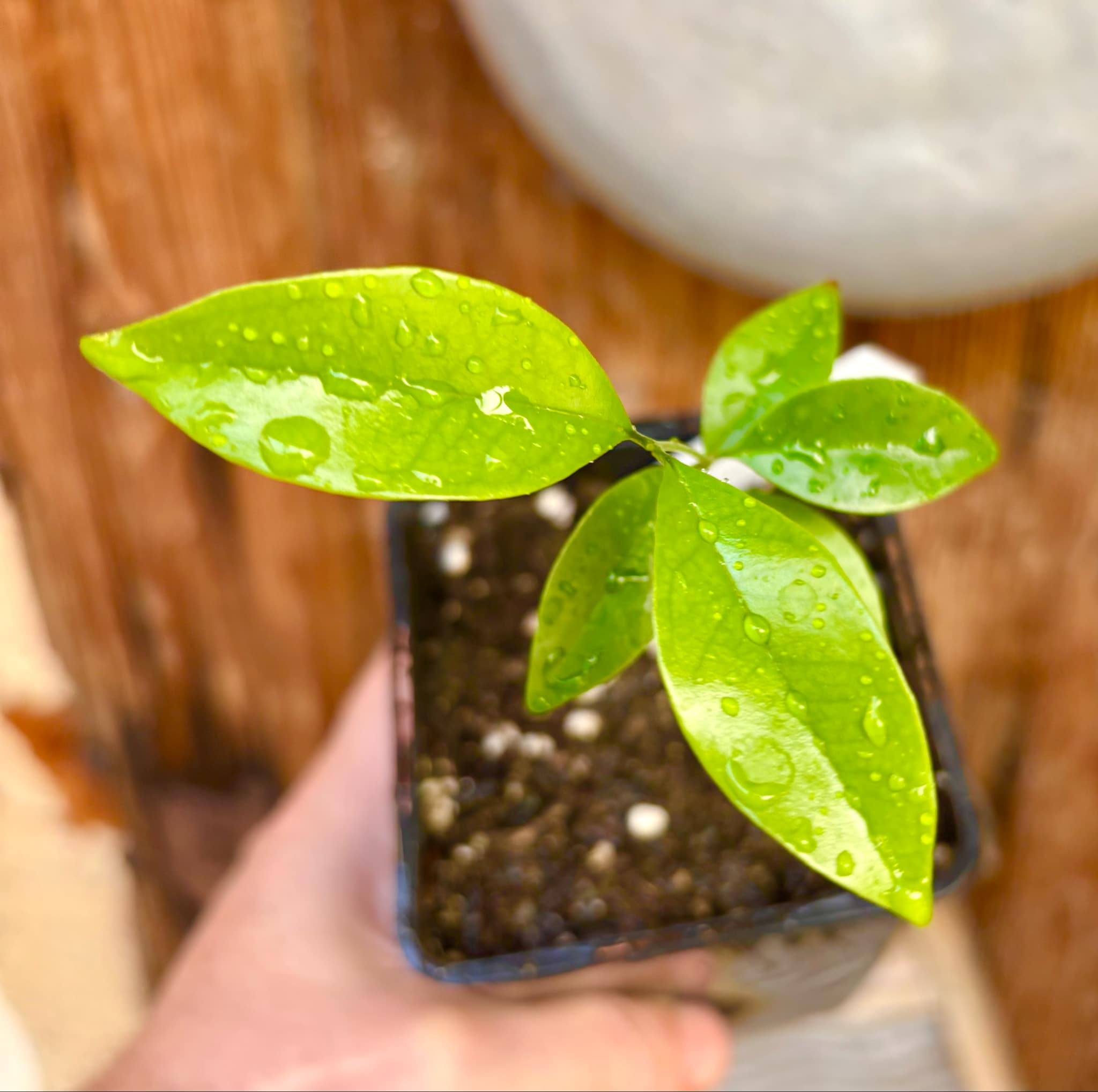 Eugenia zuccarini - 1 small potted seedling / 1 kleiner, getopfter Sämling