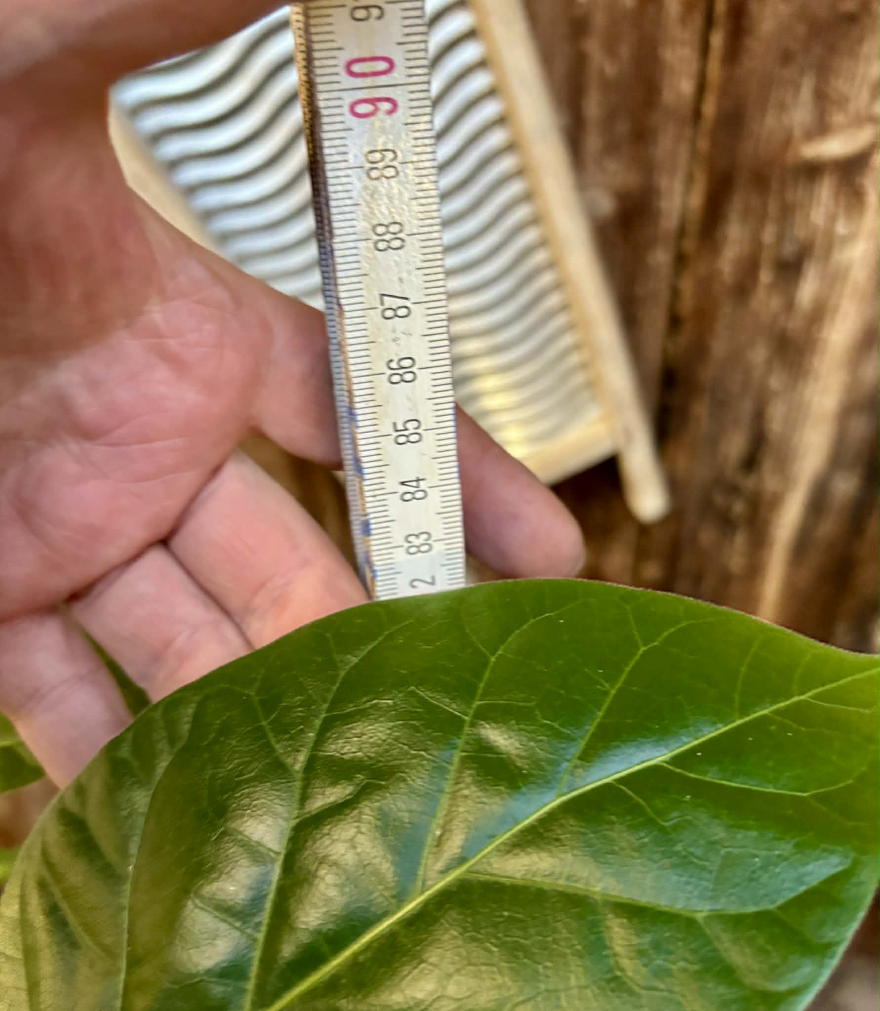 Tamarillo var. Madeira (Solanum betaceum) - 1 potted plant / 1 getopfte Pflanze