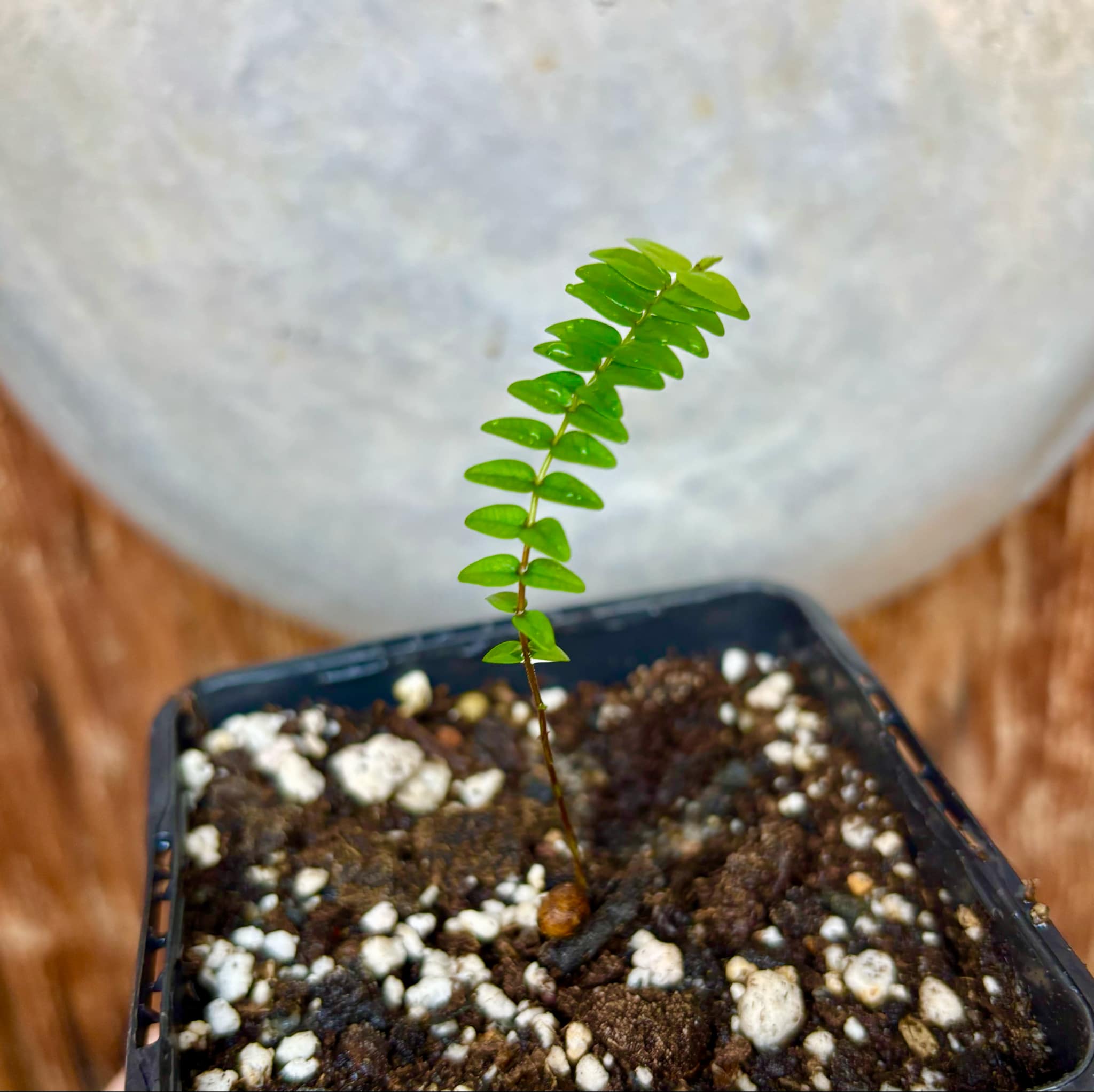 Myrciaria tenella laranja  - 1 small potted seedling / 1 kleiner, getopfter Sämling