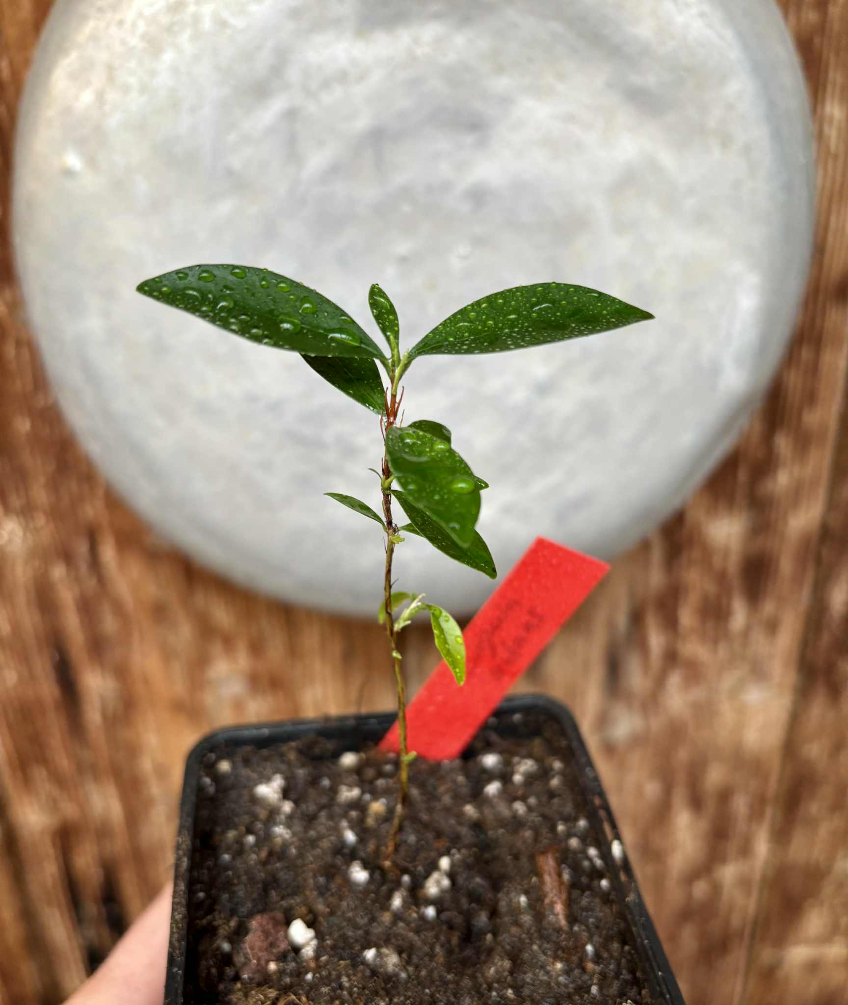 Eugenia nutans - 1 small potted seedling / 1 kleiner, getopfter Sämling