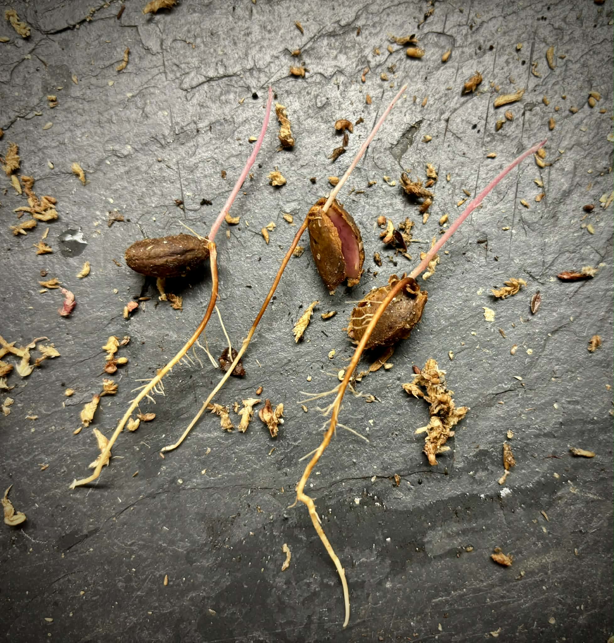 Plinia sp Rajada Cabo verde Urucuca- 1 germinated seed / 1 gekeimter Samen