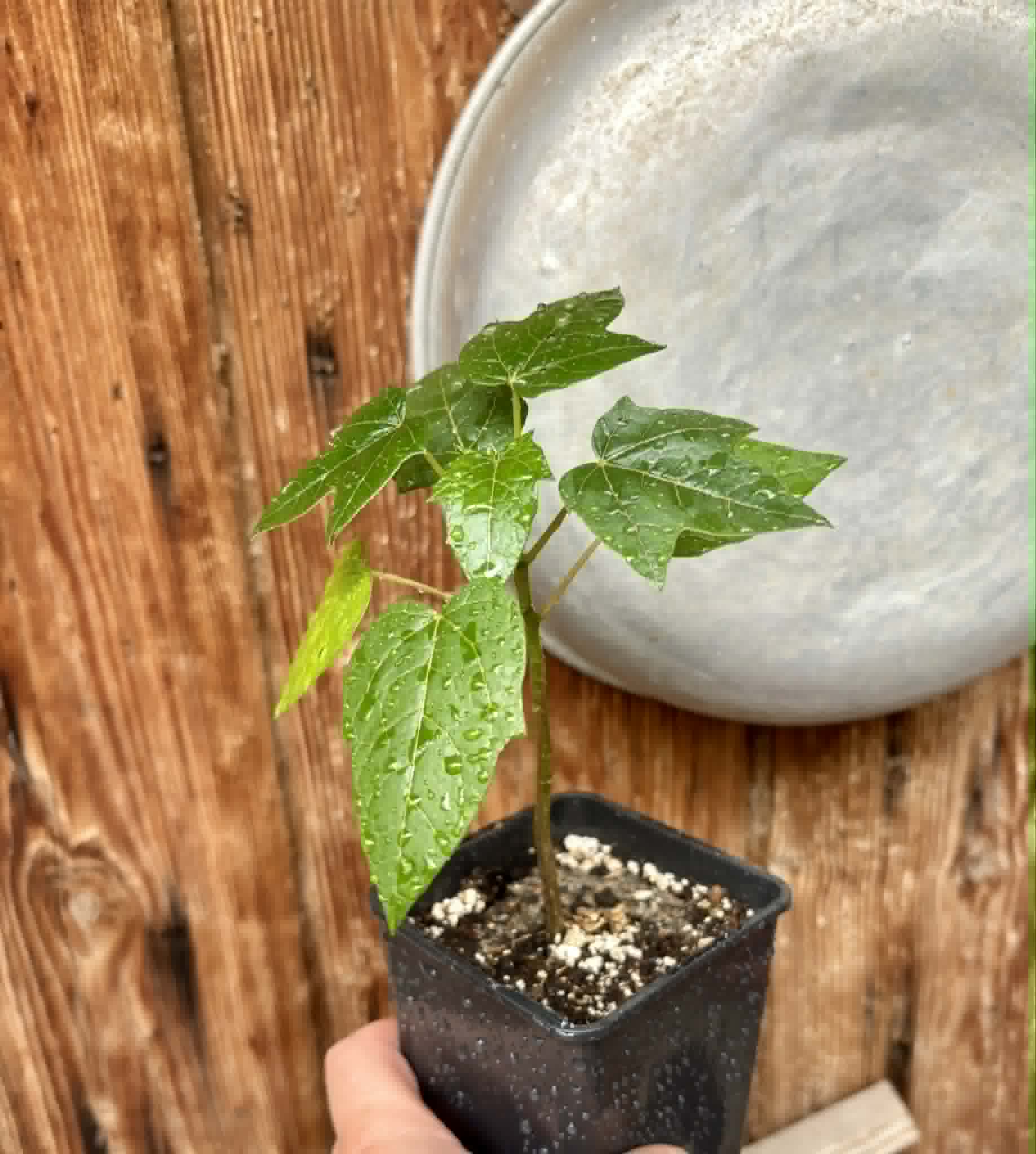 Vasconcellea pubescens - 1 potted seedling / 1 getopfter Sämling