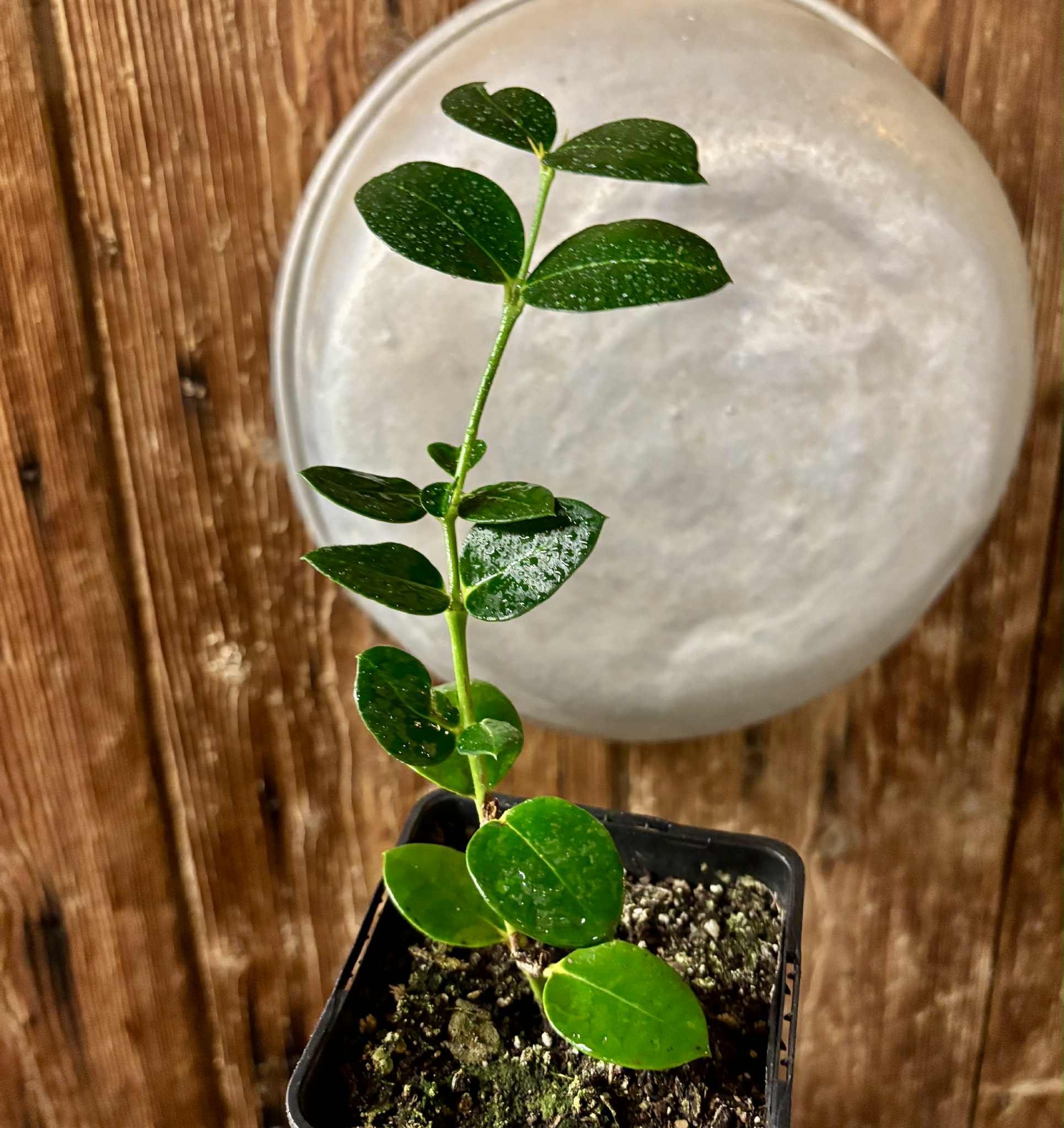 Carissa macrocarpa - Natal Plum - rooted cutting - 1 potted rooted cutting / 1 getopfter, bewurzelter Steckling