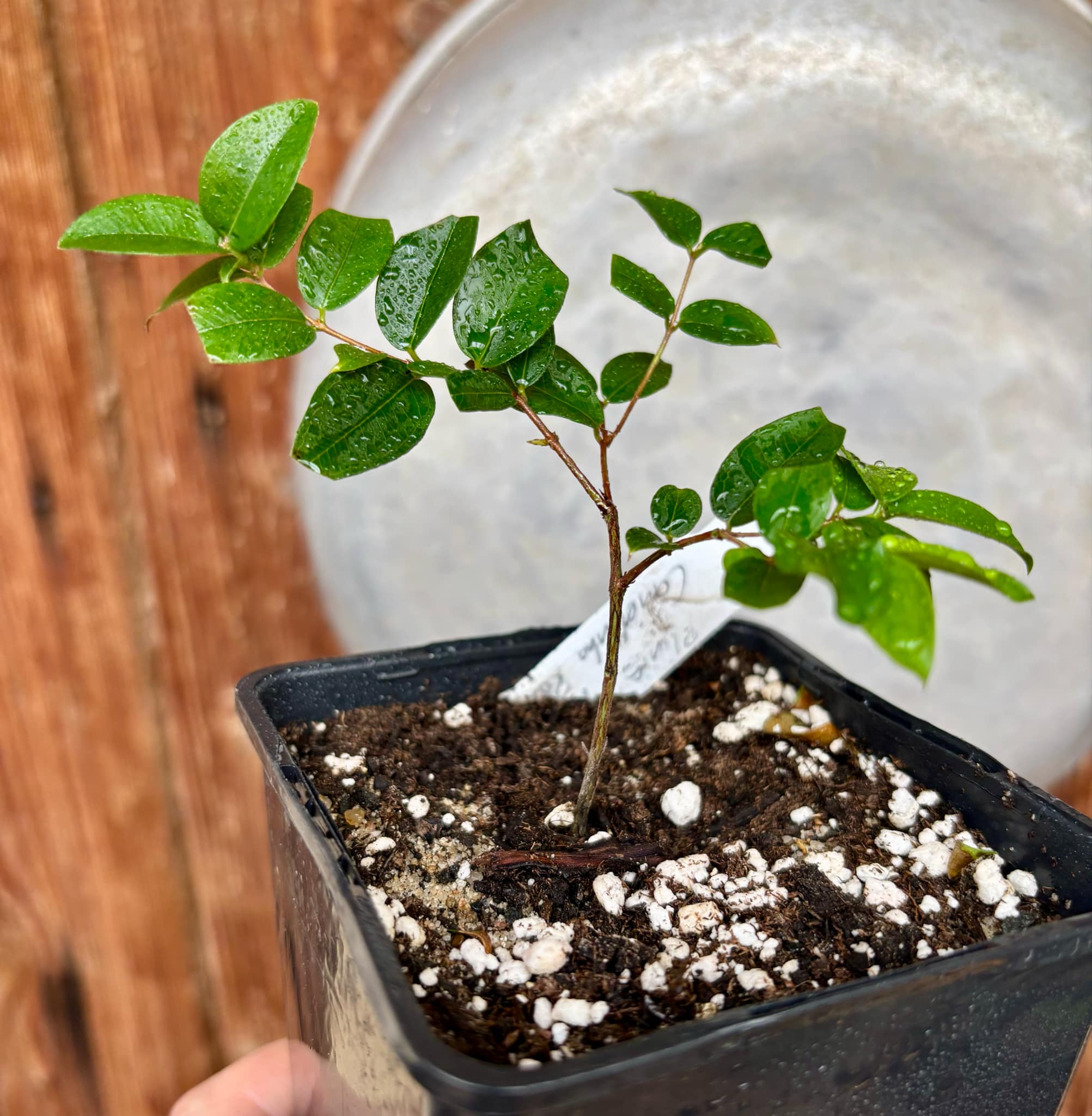 Jaboticaba - Plinia sp Canelinha Polpa rosea - 1 small potted seedling / 1 kleiner, getopfter Sämling