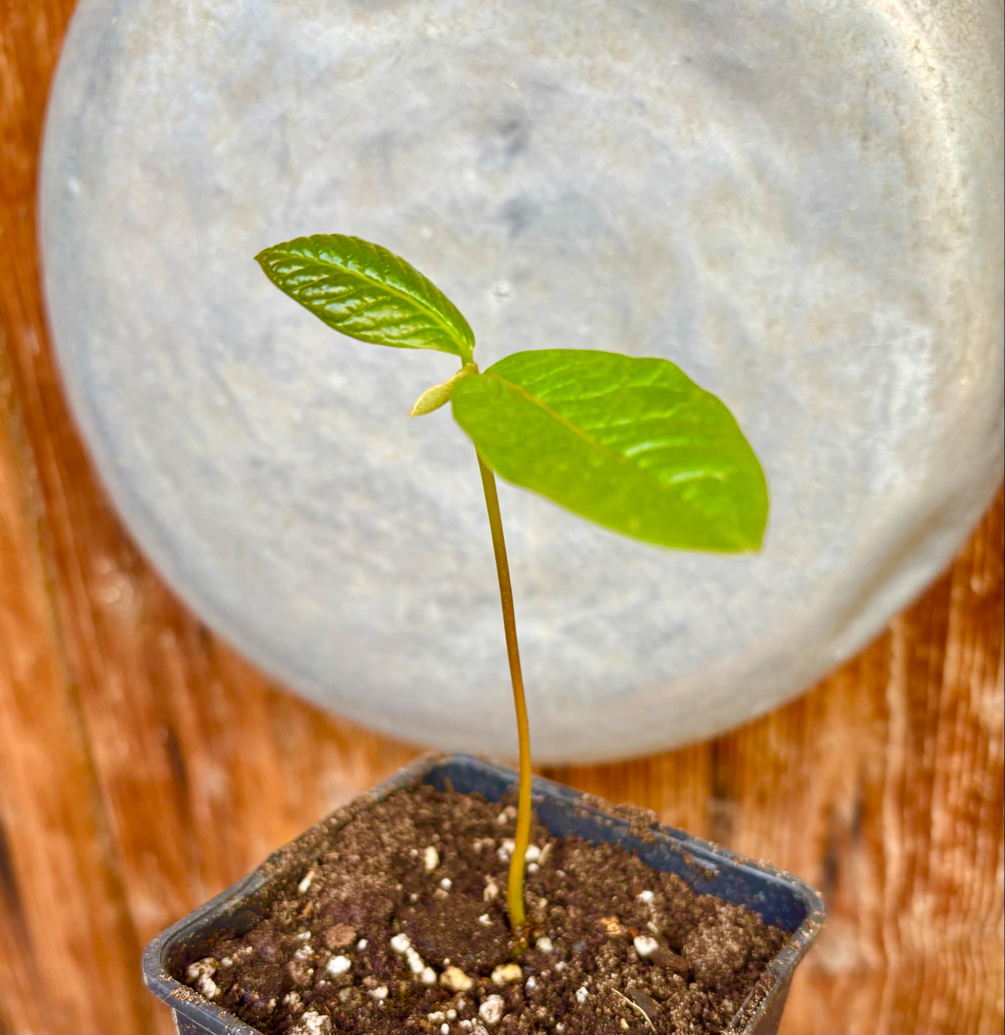 last seedling - Annona purpurea - Soncoya -  1 small potted seedling / 1 kleiner, getopfter Sämling