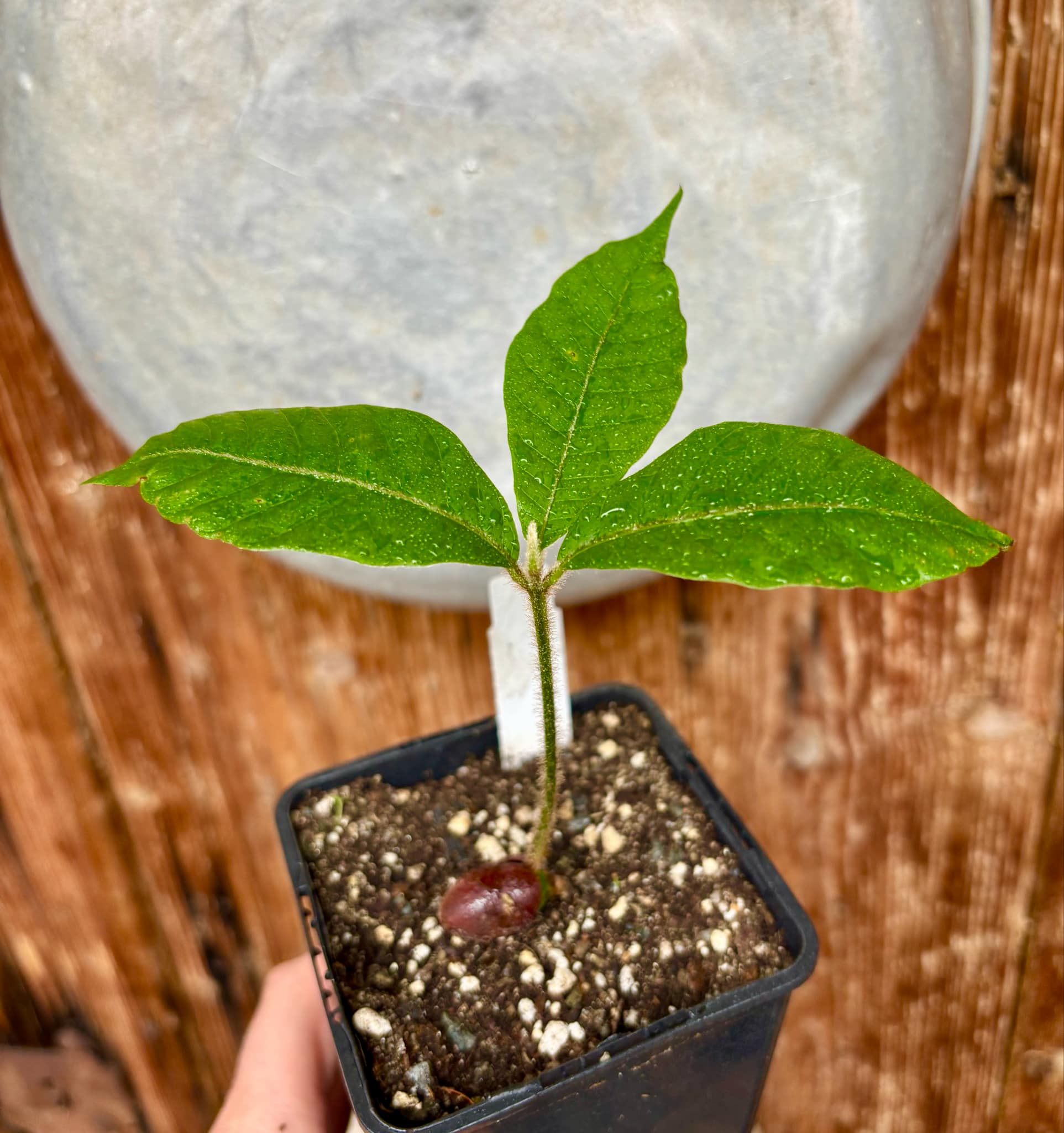 Pouteria torta subsp. gallifructa - Abiu Pilosa - 1 potted plant / 1 getopfte Pflanze Pouteria torta subsp. gallifructa - Abiu Pilosa - 1 potted plant / 1 getopfte Pflanze