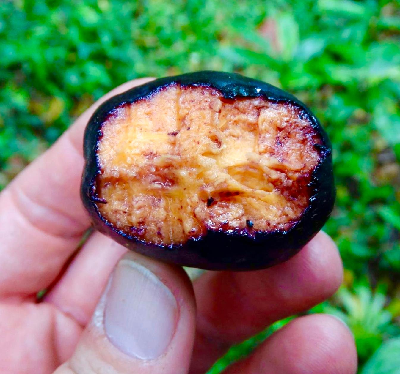 Collection of 5 Eugenia -  5 different potted Eugenia / 5 verschiedene, getopfte Eugenia