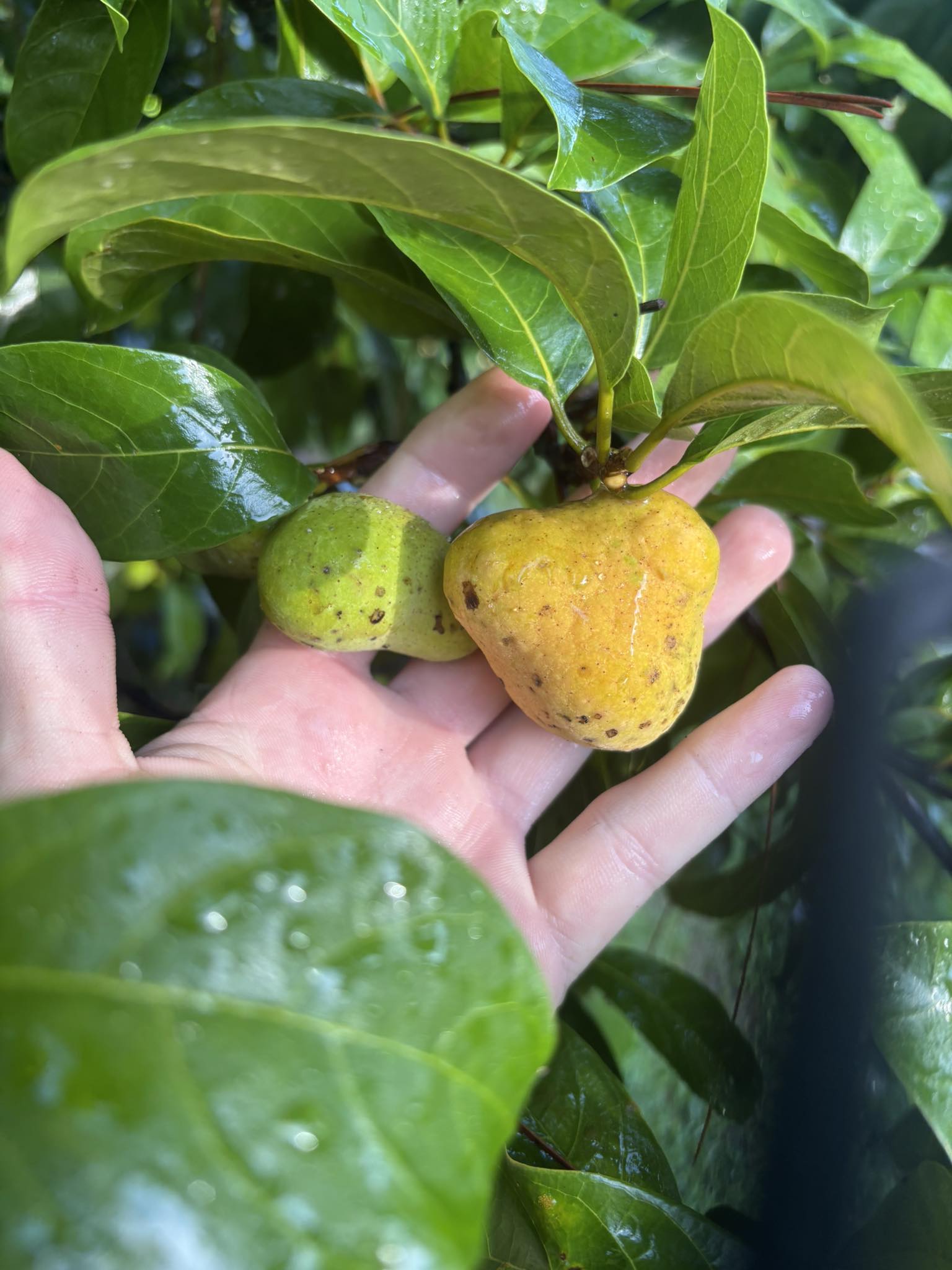 Kwai Muk (Artocarpus hypargyraeus)  -  1 fresh seed / 1 frischer Samen