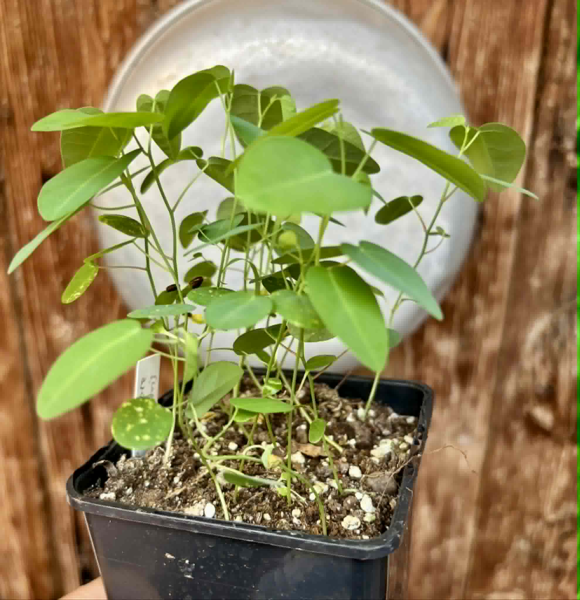 17 in 1 pot - Passiflora silvestris - 17 seedlings in one pot / 17 Sämlinge in einem Topf