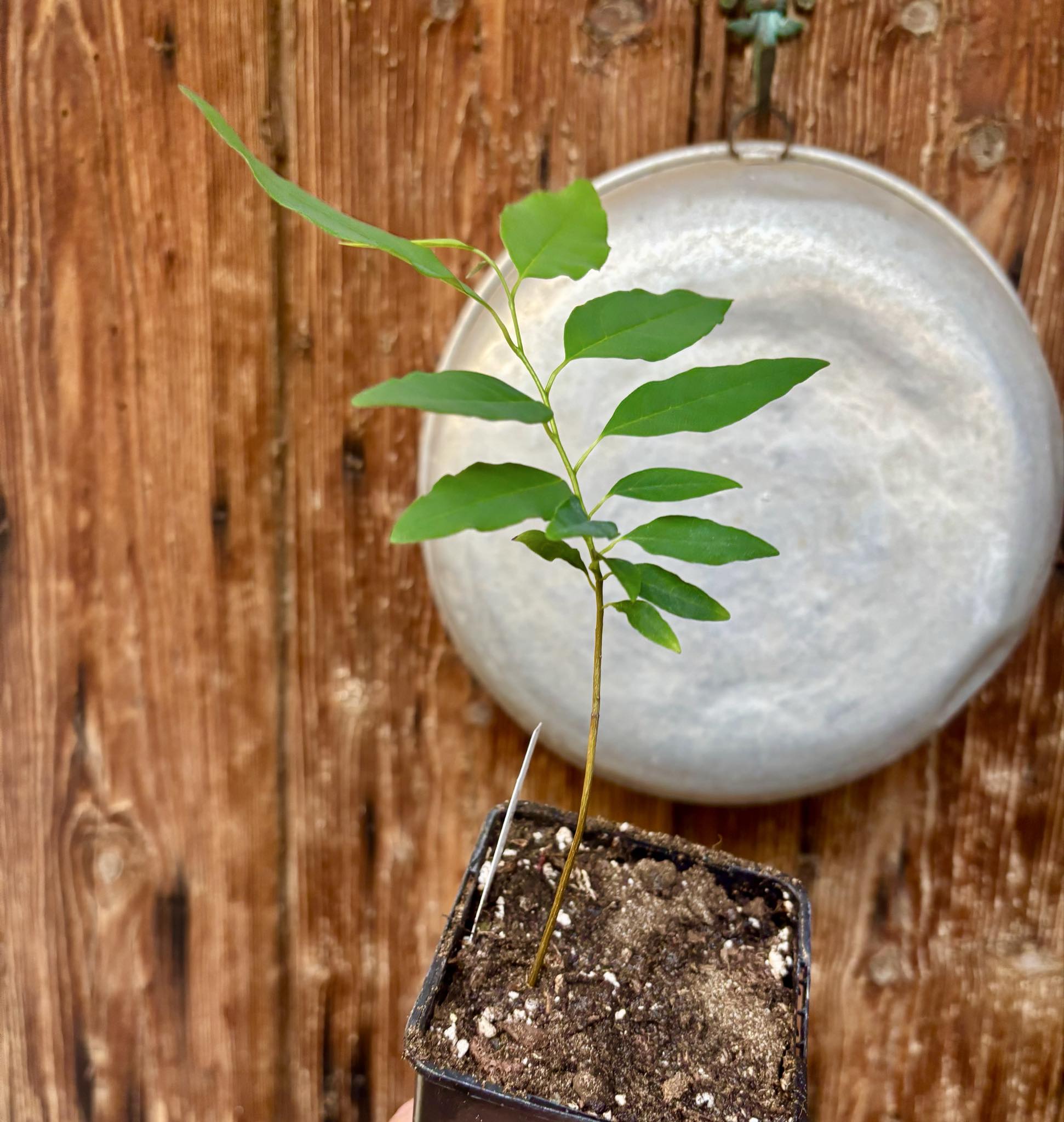Annona emarginata - 1 potted plant / 1 getopfte Pflanze 