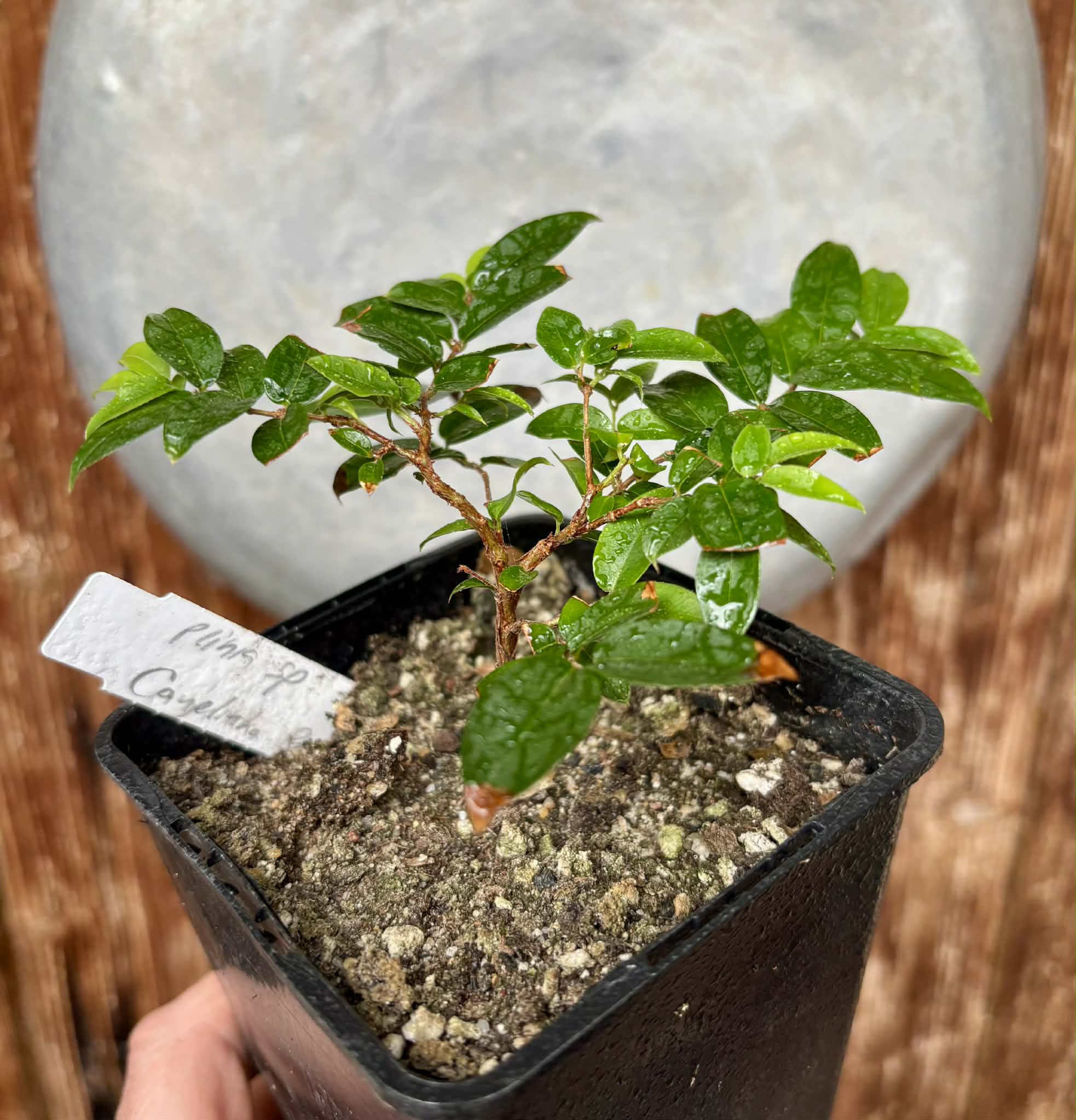 Jaboticaba - Plinia sp Canelinha Polpa rosea - 1 potted seedling / 1 getopfter Sämling