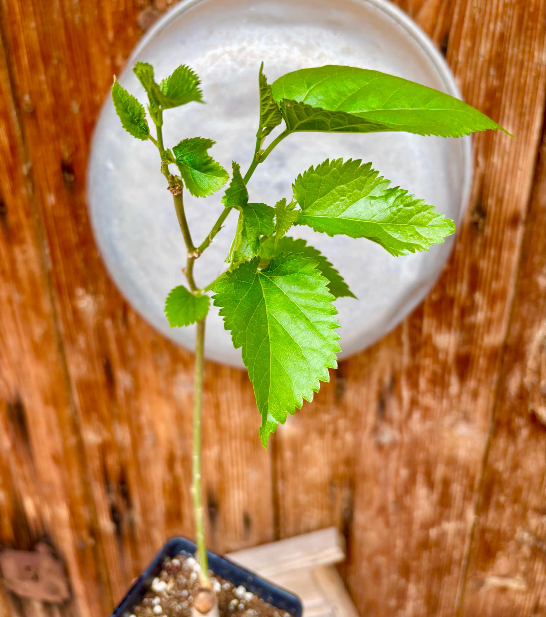 Mulberry Chiang Mai 60 - rotted cutting - 1 potted plant / 1 getopfte Pflanze Mulberry Chiang Mai 60 - rotted cutting - 1 potted plant / 1 getopfte Pflanze