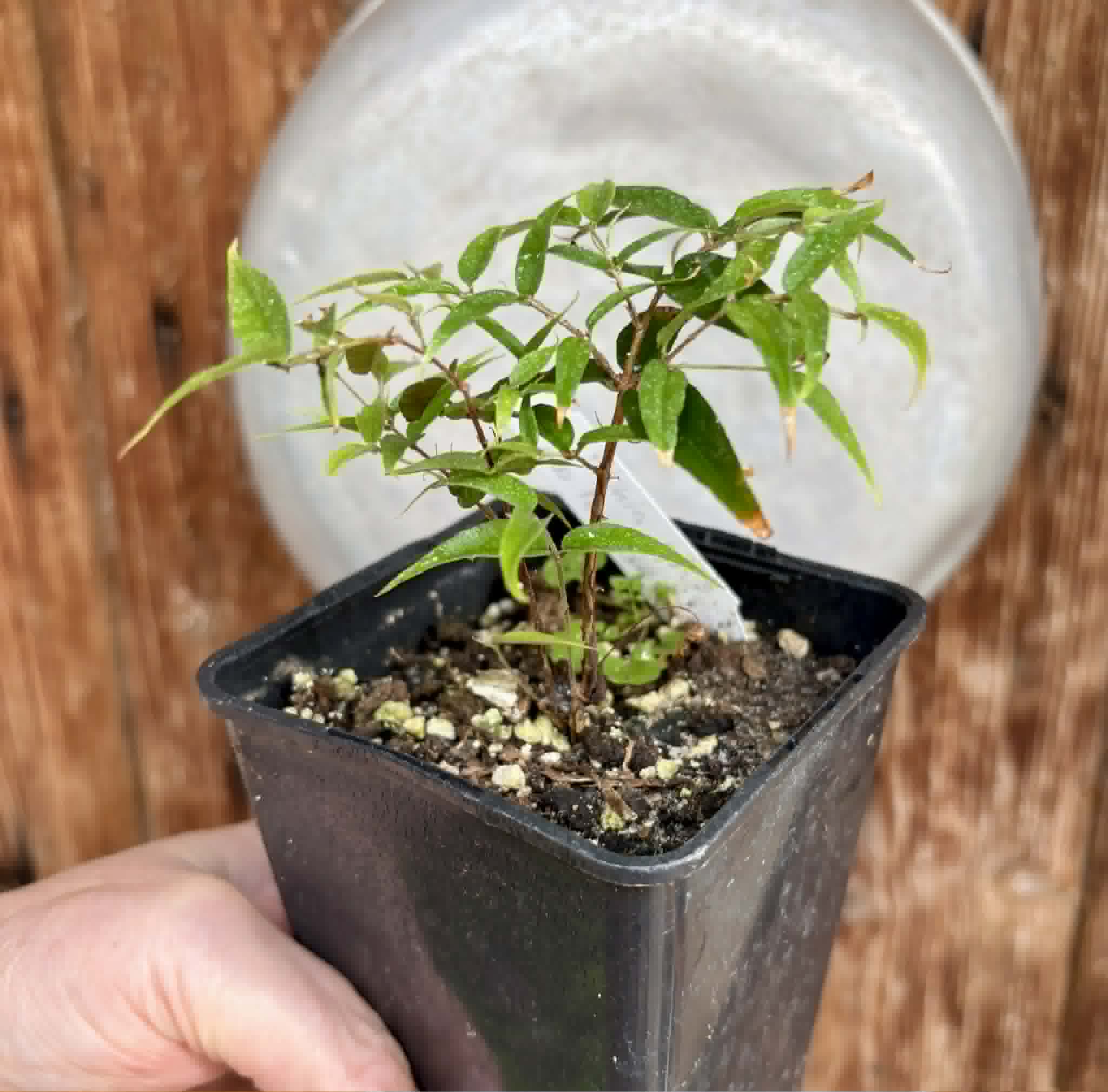 Plinia sp Cabo longo Sao Joao -  1 potted seedling / 1  getopfter Sämling
