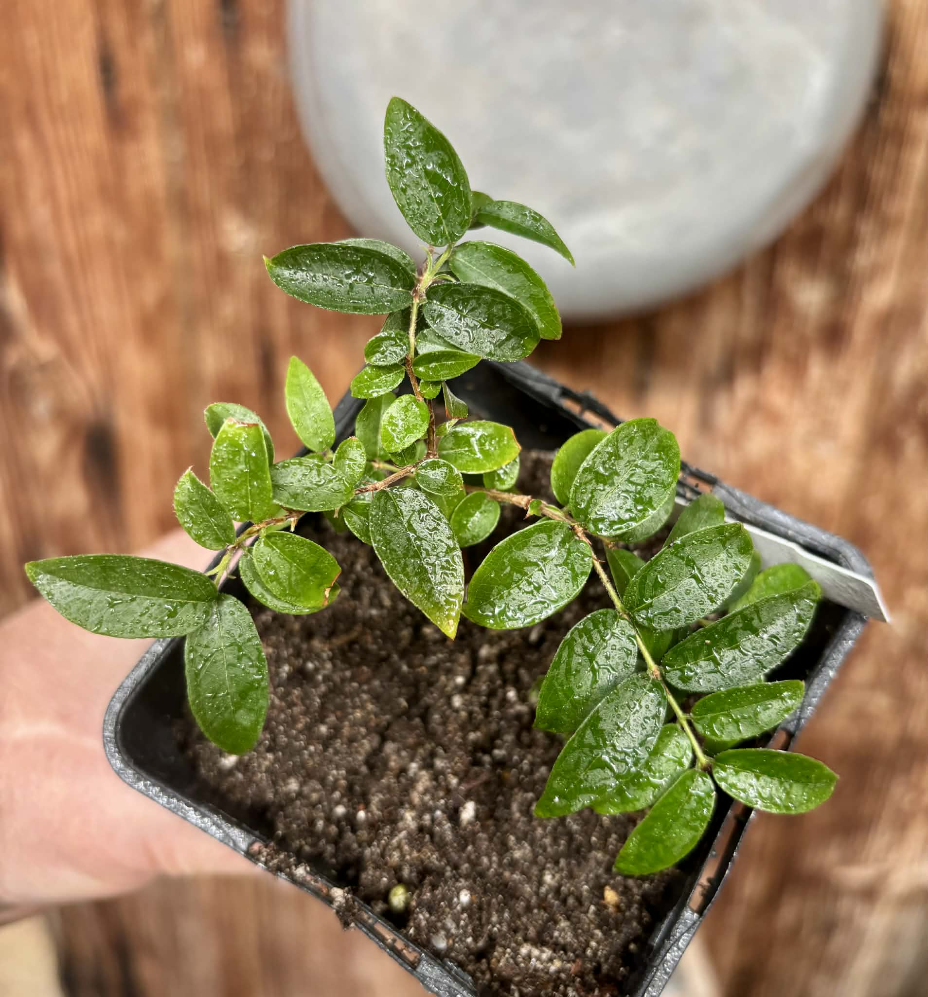Jaboticaba - Plinia sp Esarme -  1 potted plant / 1 getopfte Pflanze