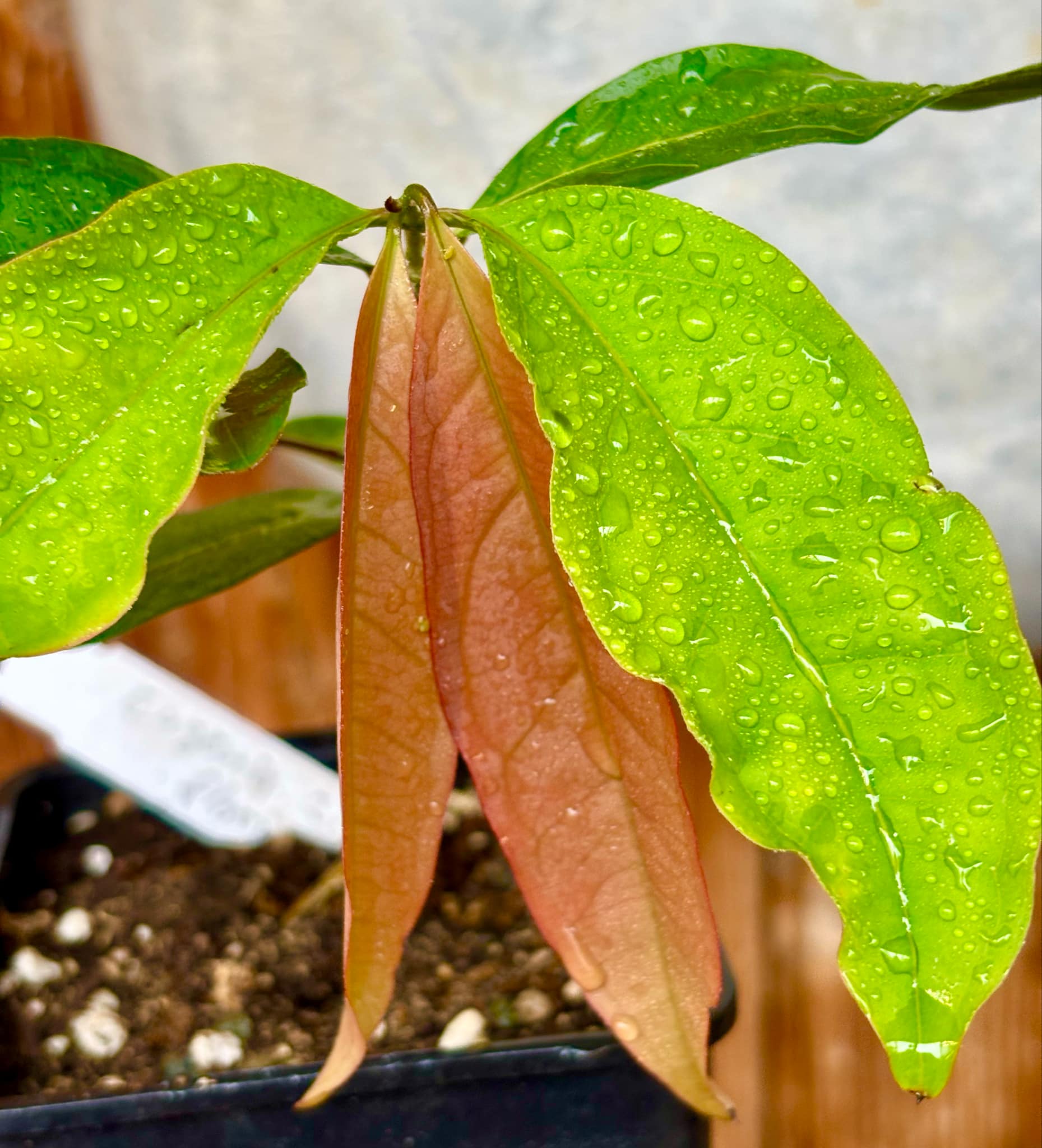 Eugenia florida - 1 potted plant / 1 getopfte Pflanze