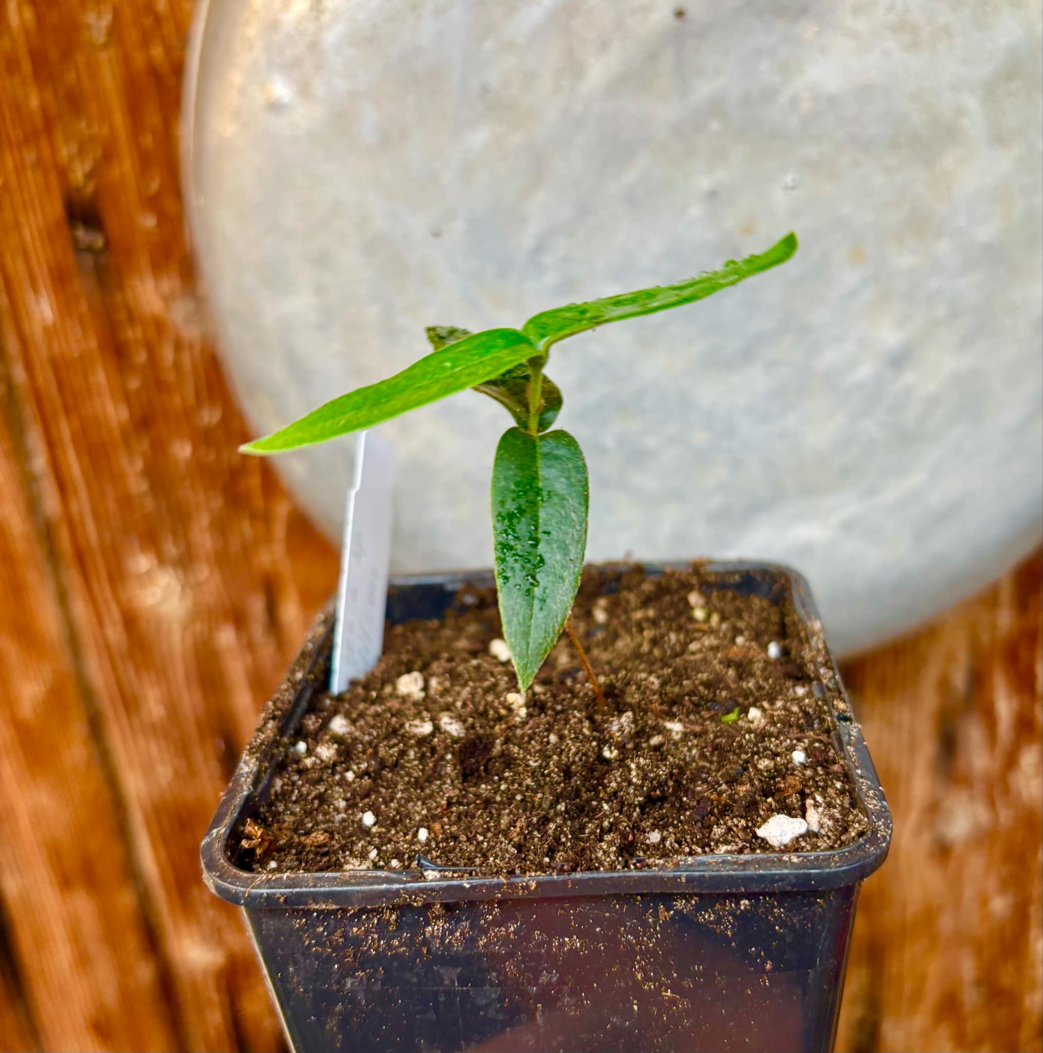 Eugenia sp Bahia Adilson - 1 small potted seedling / 1 kleiner, getopfter Sämling