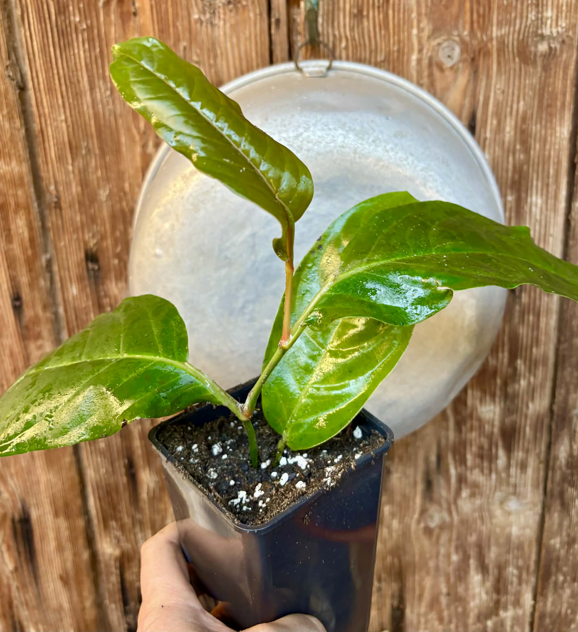 rooted cutting - Long Pepper  (Piper longum) - 1 potted plant / 1 getopfte Pflanze