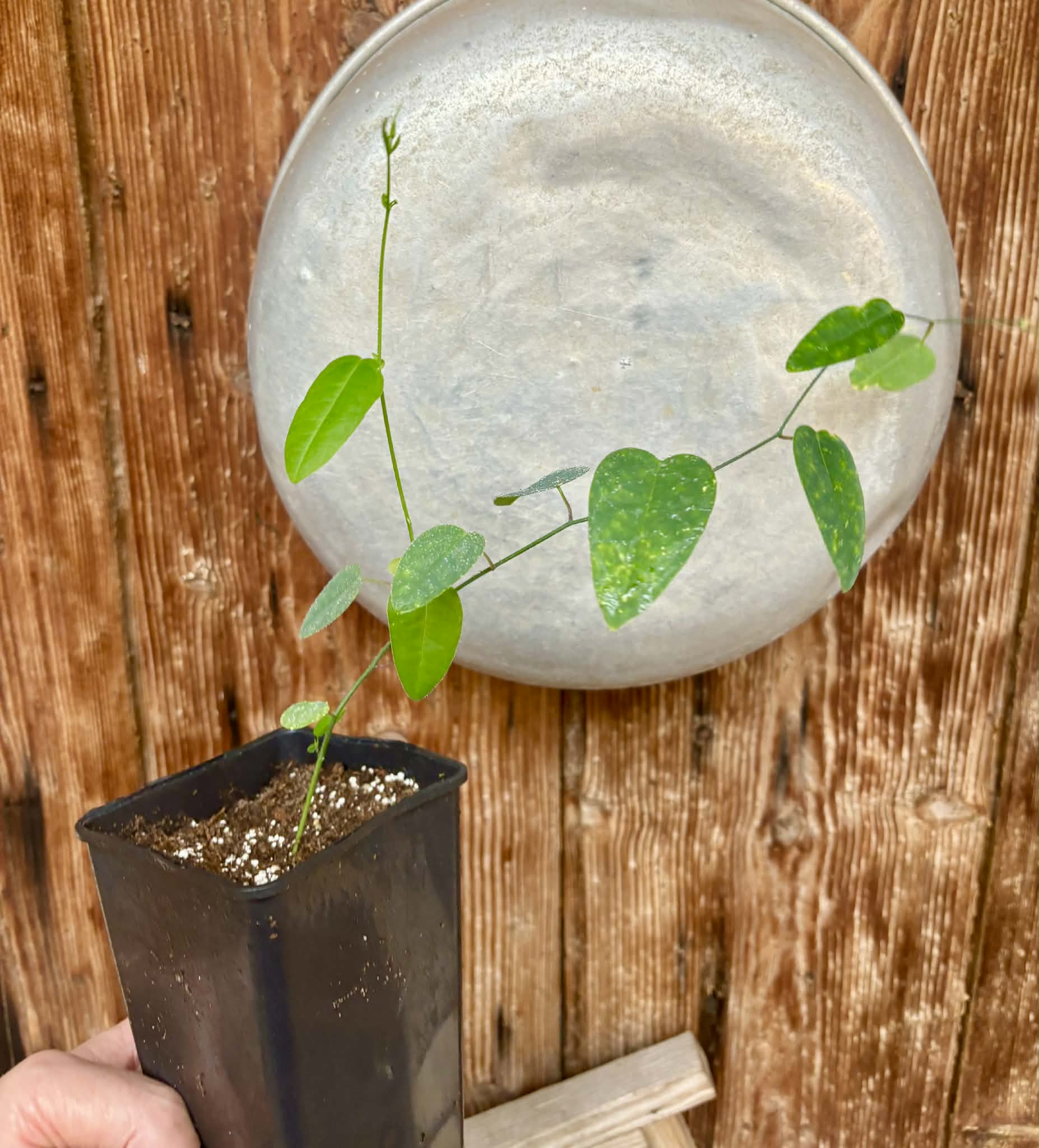 Passiflora silvestris - 1 potted seedling / 1 getopfter Sämling