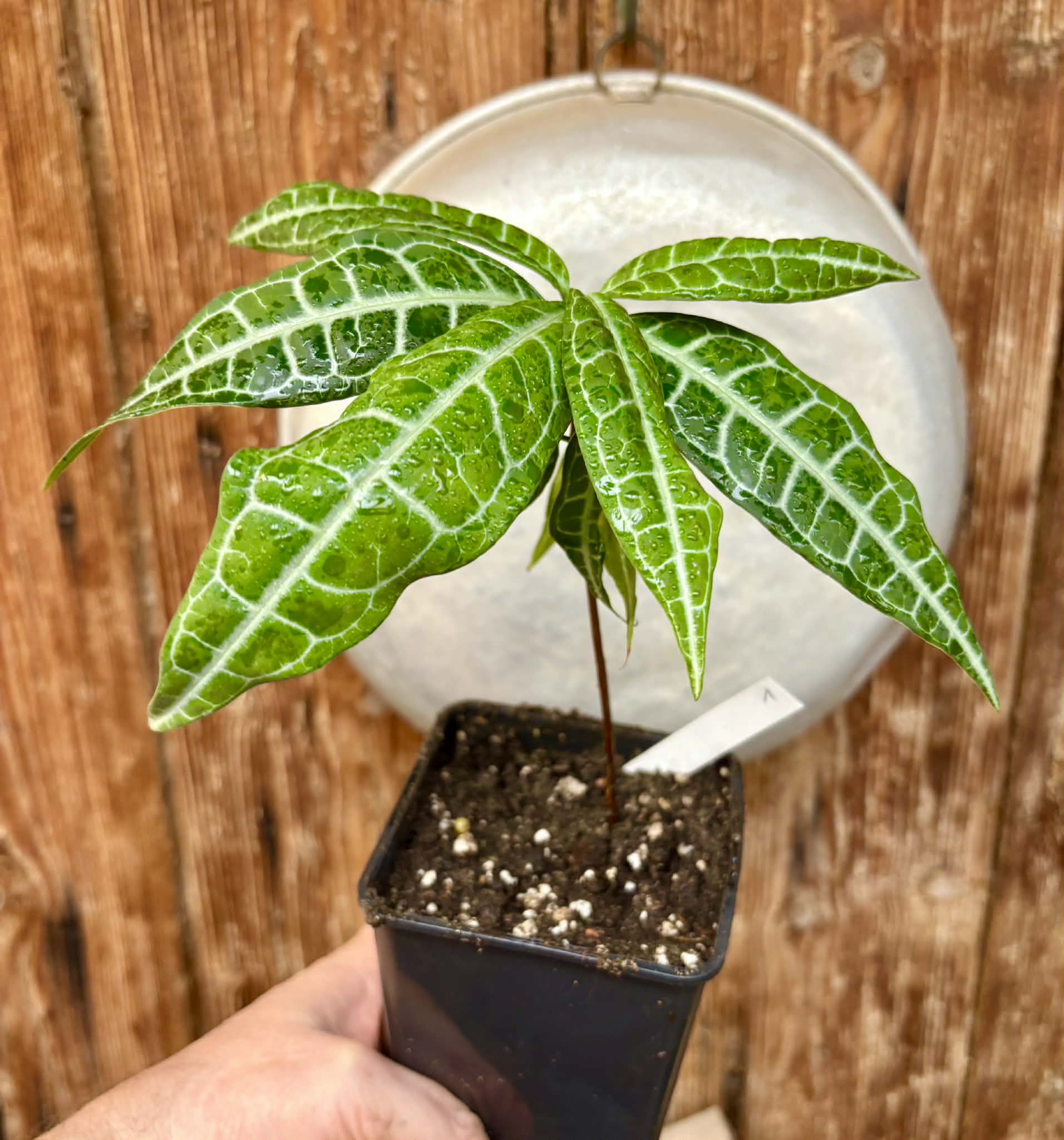 Eugenia sp Labisia Nr. 1 -  1 potted seedling / 1 getopfter Sämling