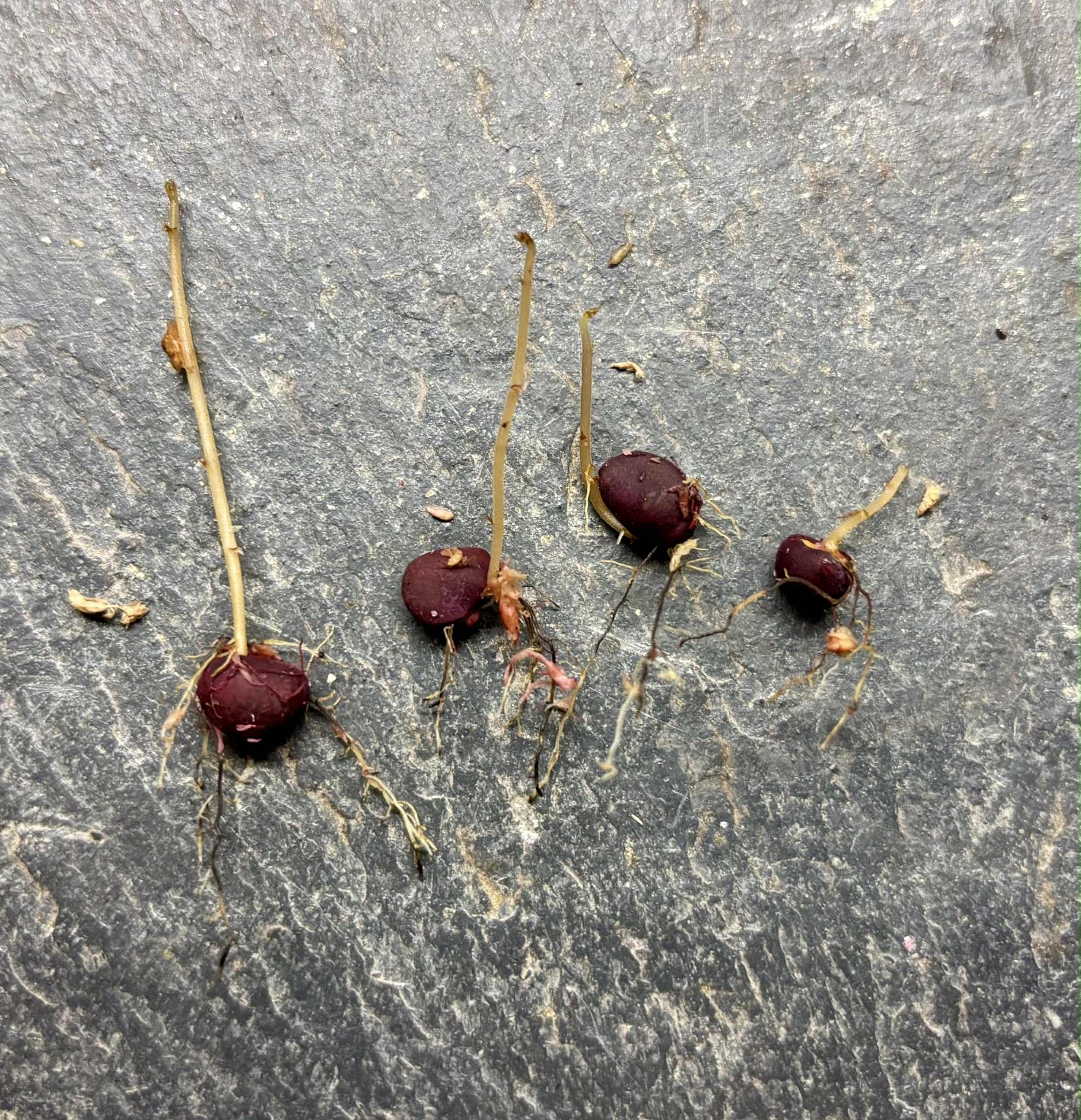 Wild Yellow Mulberry (Helicostylis tomentosa) - 1 germinated seed / 1 gekeimter Samen Wild Yellow Mulberry (Helicostylis tomentosa) - 1 germinated seed / 1 gekeimter Samen