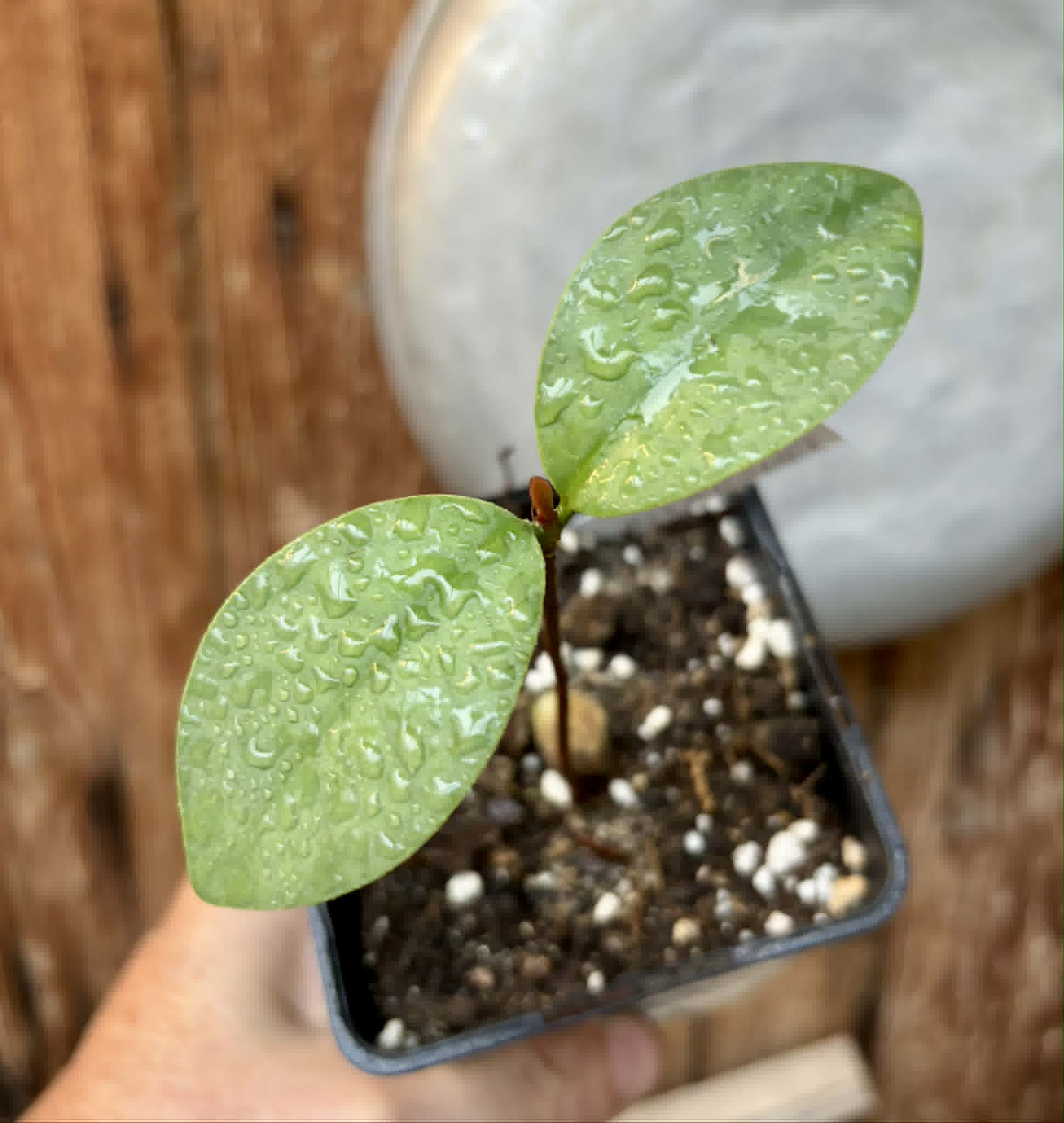 Eugenia itapemirimensis - 1 potted plant / 1 getopfte Pflanze